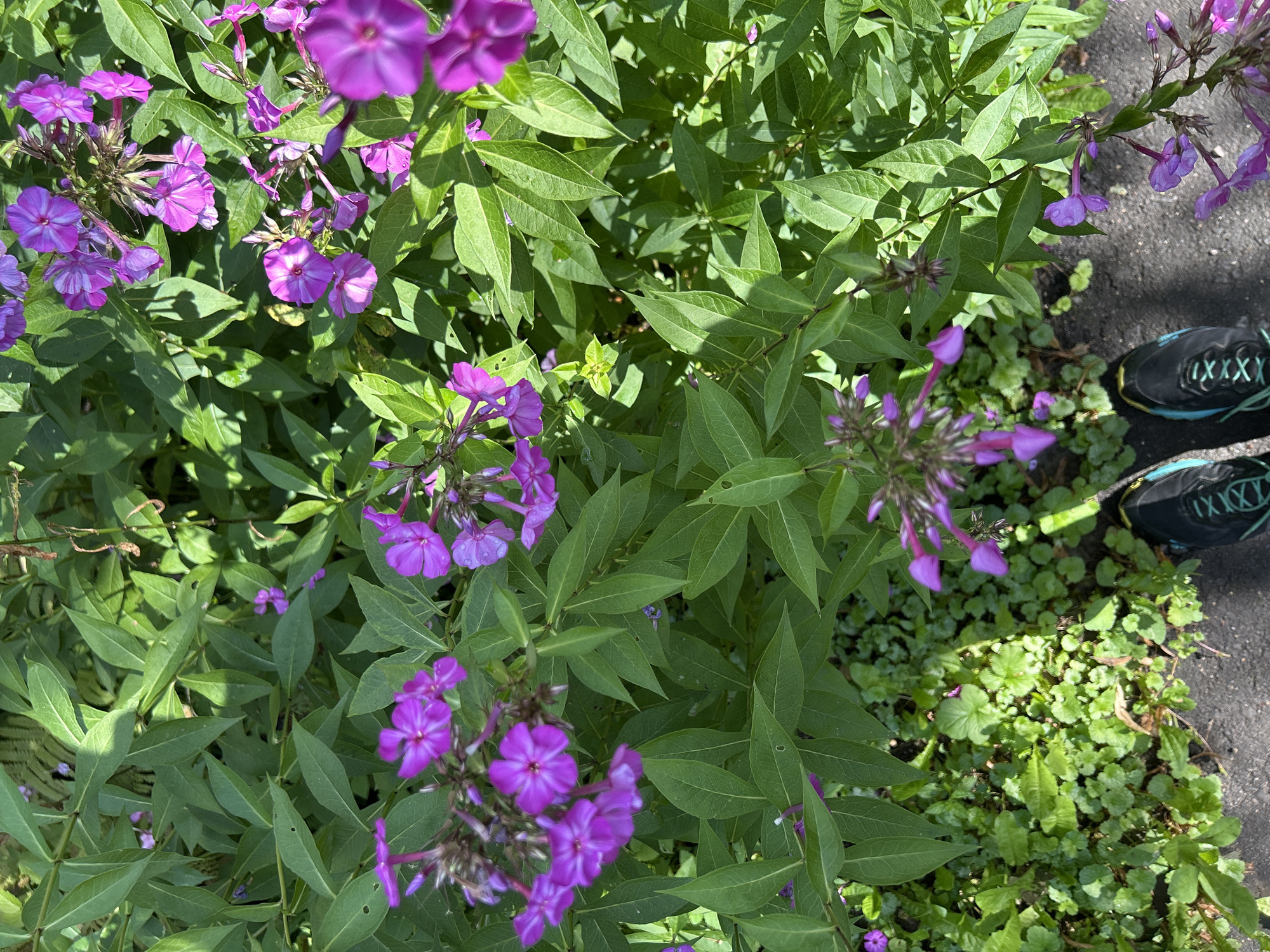 The image shows a close-up, overhead view of a patch of flowering plants with vibrant green leaves and clusters of purple flowers. Some of the flowers have distinct white stripes on their petals. The plants appear to be growing outdoors, possibly in a garden or along a pathway. In the lower portion of the image, the tops of two dark-colored athletic shoes with turquoise laces are visible, suggesting someone is standing or walking near the plants. The ground beneath the plants is covered with smaller green foliage and a dark, asphalt-like surface. The lighting suggests it is daytime, with sunlight casting shadows on the leaves and flowers.