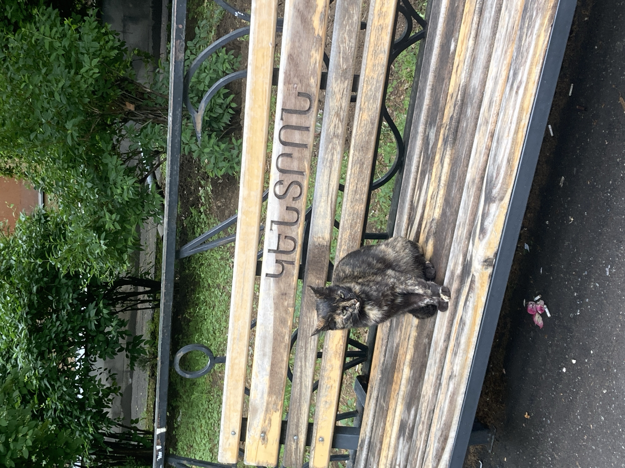 A tortoiseshell cat is lying on a wooden park bench. The bench is composed of multiple wooden planks with metal supports. Armenian text is engraved vertically on one of the planks. A tree is visible to the left of the bench. Debris is located next to the bench. The scene is set in Yerevan, Armenia.