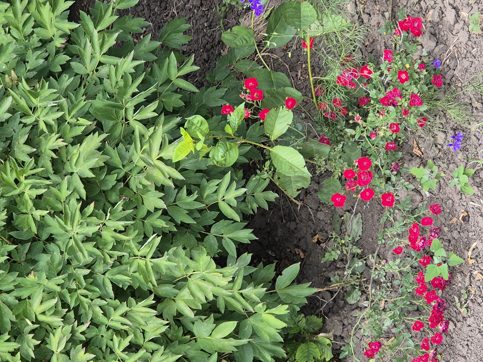 The image shows a close-up, eye-level view of a garden bed with rich green foliage and bright red flowers. The plants are dense, with large, compound leaves dominating the upper half of the frame. Below this dense foliage, a cluster of vibrant red flowers, likely small roses, is visible. These flowers are scattered across the lower portion of the image, some in full bloom and others appearing wilted. The ground is dark, dry soil, with scattered organic debris like dry leaves and twigs. In the background, a hint of a purple flower adds a touch of contrast. The scene appears to be a residential garden in Sozonivka, Ukraine, likely captured during daylight hours with soft, diffused lighting, as there are no harsh shadows. No people or animals are present.