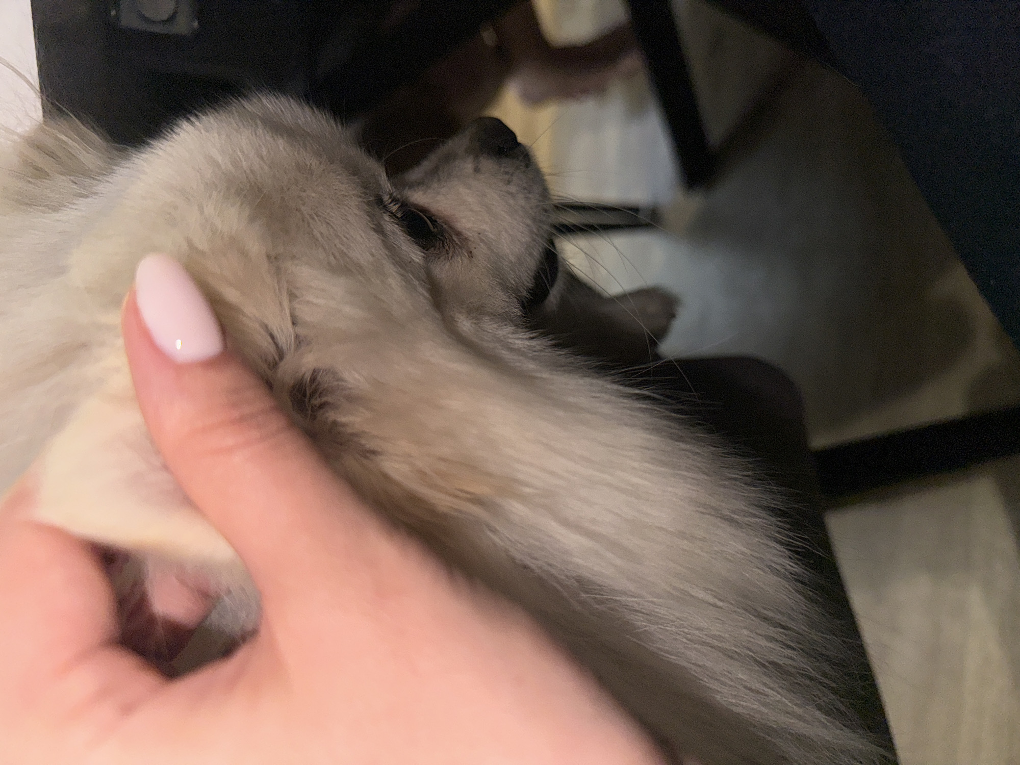 A close-up shot shows a person's hand gently touching a fluffy, light-colored dog. The dog appears to be resting or sleeping. The background is blurred, but suggests an indoor environment. There is no information to suggest the photo was taken in Лобаново, Russia.