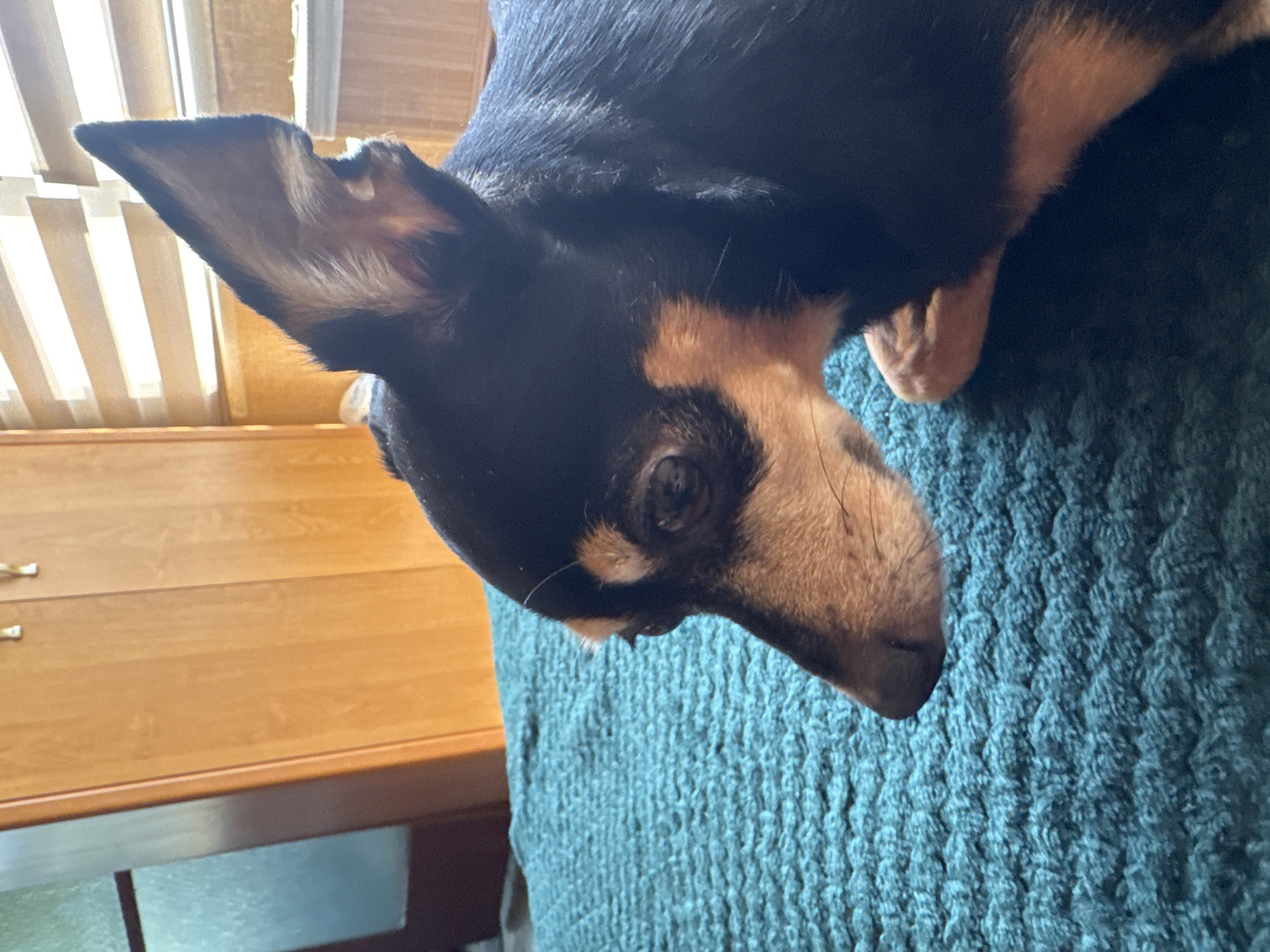 A small black and tan dog with large erect ears is lying on a teal knitted blanket indoors. The dog is facing to the left, with its head partially visible. The background consists of a wooden wardrobe and blinds on a window. The lighting suggests it is daytime. The scene is likely within a residential setting in Sofia, Bulgaria.