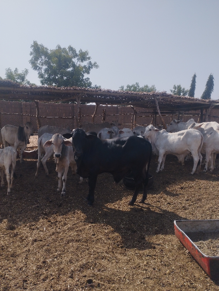 A daytime photograph captures an outdoor cattle pen in Gadao, Nigeria. Approximately two dozen Zebu-type cattle, varying in color from black to white and light brown, stand on dry, straw-covered earthen ground. A prominent black bull or steer is positioned in the foreground, facing right. In the background, a rudimentary shelter with a thatched roof supported by wooden poles provides partial shade. Green trees and two tall, slender trees are visible beyond the shelter. A red-rimmed metal trough containing dry material is located in the lower right corner of the frame. The sky above is clear and light blue, indicating strong sunlight. No human figures are present.