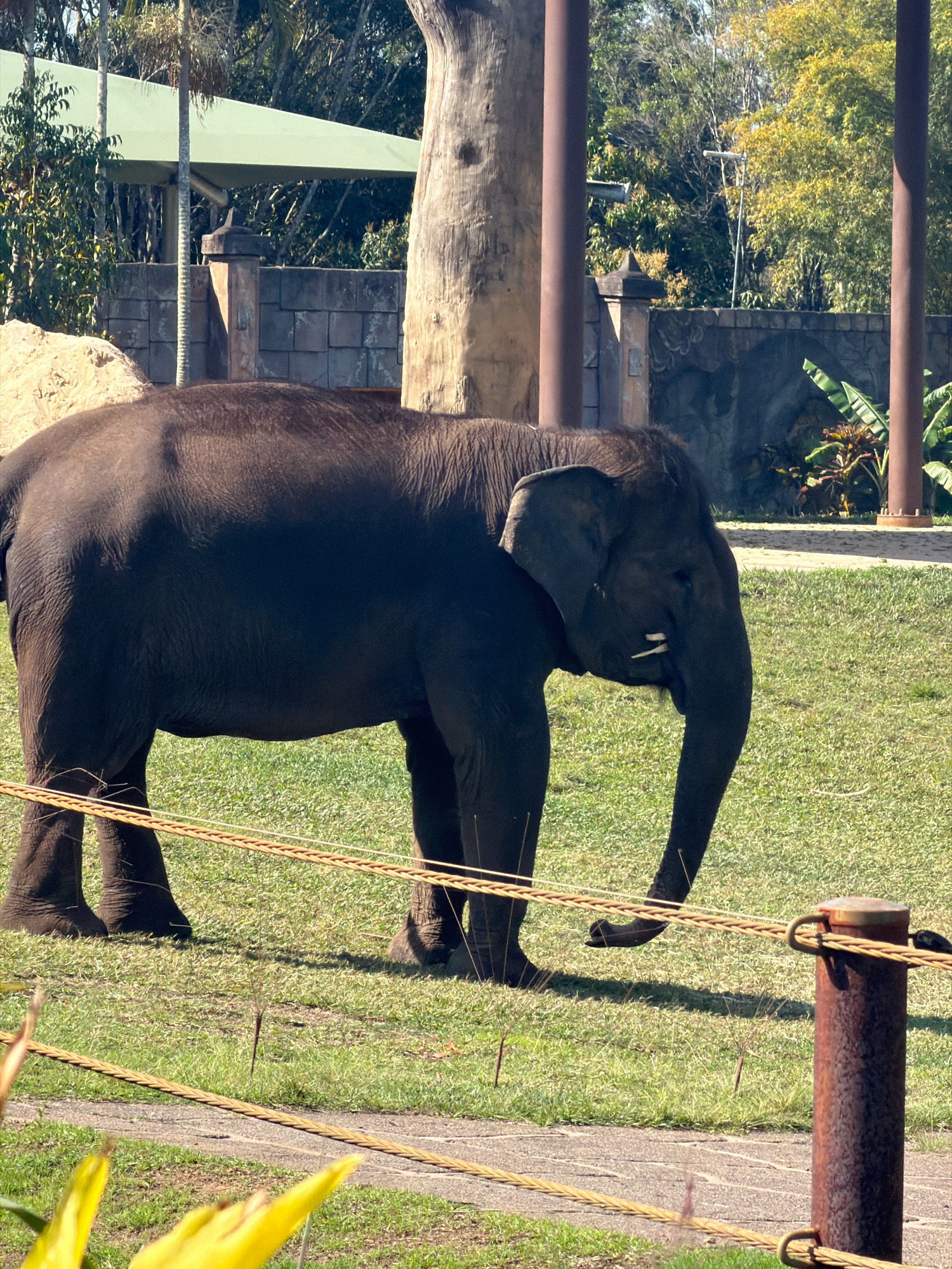 A lone adult elephant stands in a grassy enclosure at Australia Zoo in Beerwah, Queensland. The elephant is dark gray and facing right, with its trunk lowered. The enclosure has a stone wall in the background, topped with a green canopy structure and trees. Two brown posts with rope barriers are visible in the foreground. The ground is covered in green grass with a paved path and yellow foliage in the lower portion of the frame.