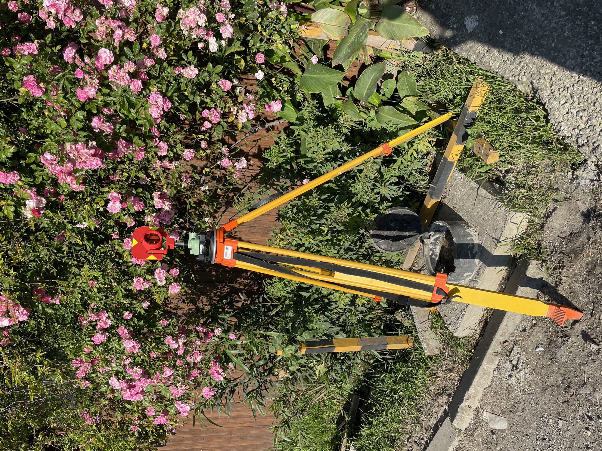 The scene captures an outdoor setting in a residential boundary or roadside verge within the city of Sochi, Russia, under bright daylight. A yellow surveyor's tripod, equipped with black securing straps and orange plastic clamps on its wooden legs, stands centrally. Mounted on the tripod is an orange leveling head supporting a red prism unit, which features yellow reflective chevron tape and a circular optical lens.
Behind the tripod, a brown wooden fence is largely covered by a dense climbing plant bearing numerous clusters of small pink roses and vibrant green leaves. Additional diverse green foliage and smaller plants are visible both along the fence line and surrounding the tripod's base. To the right, a plant with large green leaves, possibly a Canna lily, stands near the fence.
The ground exhibits a transition from a dirt and gravel path on the left to a concrete curb, bordering a strip of grass. Two yellow and black striped wooden stakes or posts are present: one stands vertically to the left of the tripod, while another lies horizontally on the ground to its right. A black bucket, partially filled with water, is positioned on the ground behind one of the tripod's legs. The sun casts distinct shadows across the ground and the lower portion of the fence. No individuals are visible in the image.