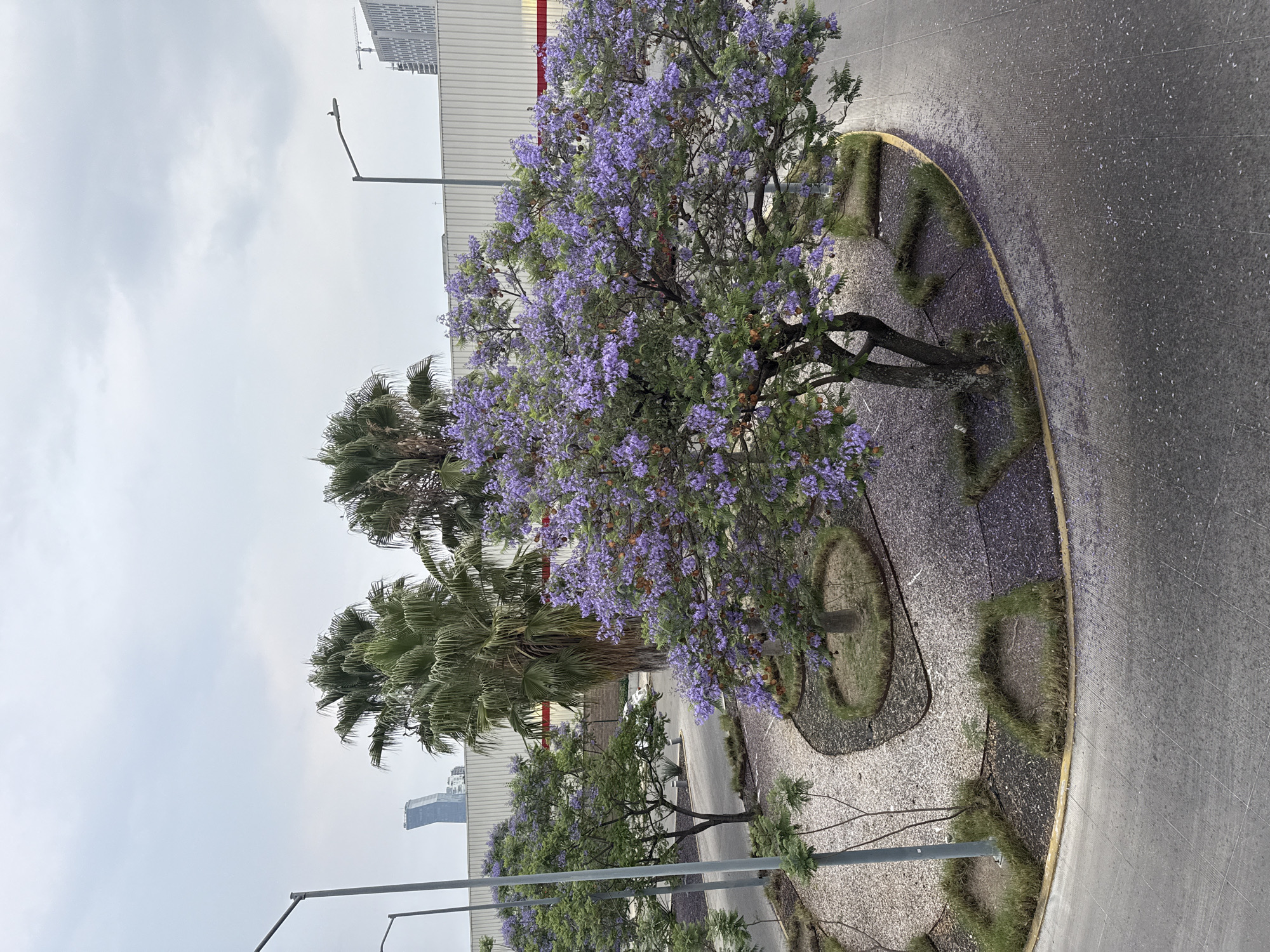 The image shows a roundabout in Puebla, Mexico. The roundabout is paved in grey and has a yellow curb. The center of the roundabout is landscaped with trees, gravel, and small patches of grass. The trees closest to the camera are a jacaranda in full bloom with purple flowers, and two palm trees. Behind the roundabout is a large building with a white facade. In the distance, a taller building can be seen. The sky is overcast. There is no observable human presence.