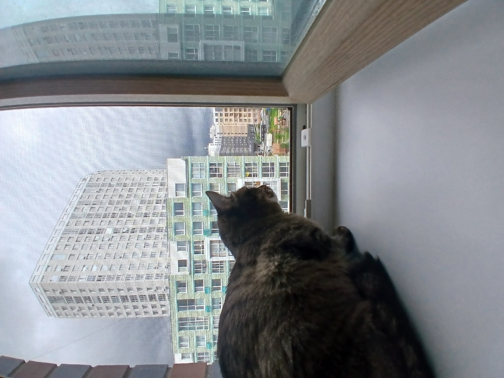 A tabby cat sits on a windowsill looking out at a cityscape in Yekaterinburg, Russia. The cat is facing away from the camera, and its fur is a mix of brown, black, and gray stripes. The windowsill is white, and it appears to be made of plastic.
The view outside the window includes several multi-story buildings. One prominent building is a tall, light-colored apartment building with many windows. In front of it is a shorter, green and white building with similar windows. Further in the distance, more buildings of varying heights and colors are visible. The sky is overcast and appears cloudy. The window has a screen, which is partially visible. The scene suggests an urban residential environment.