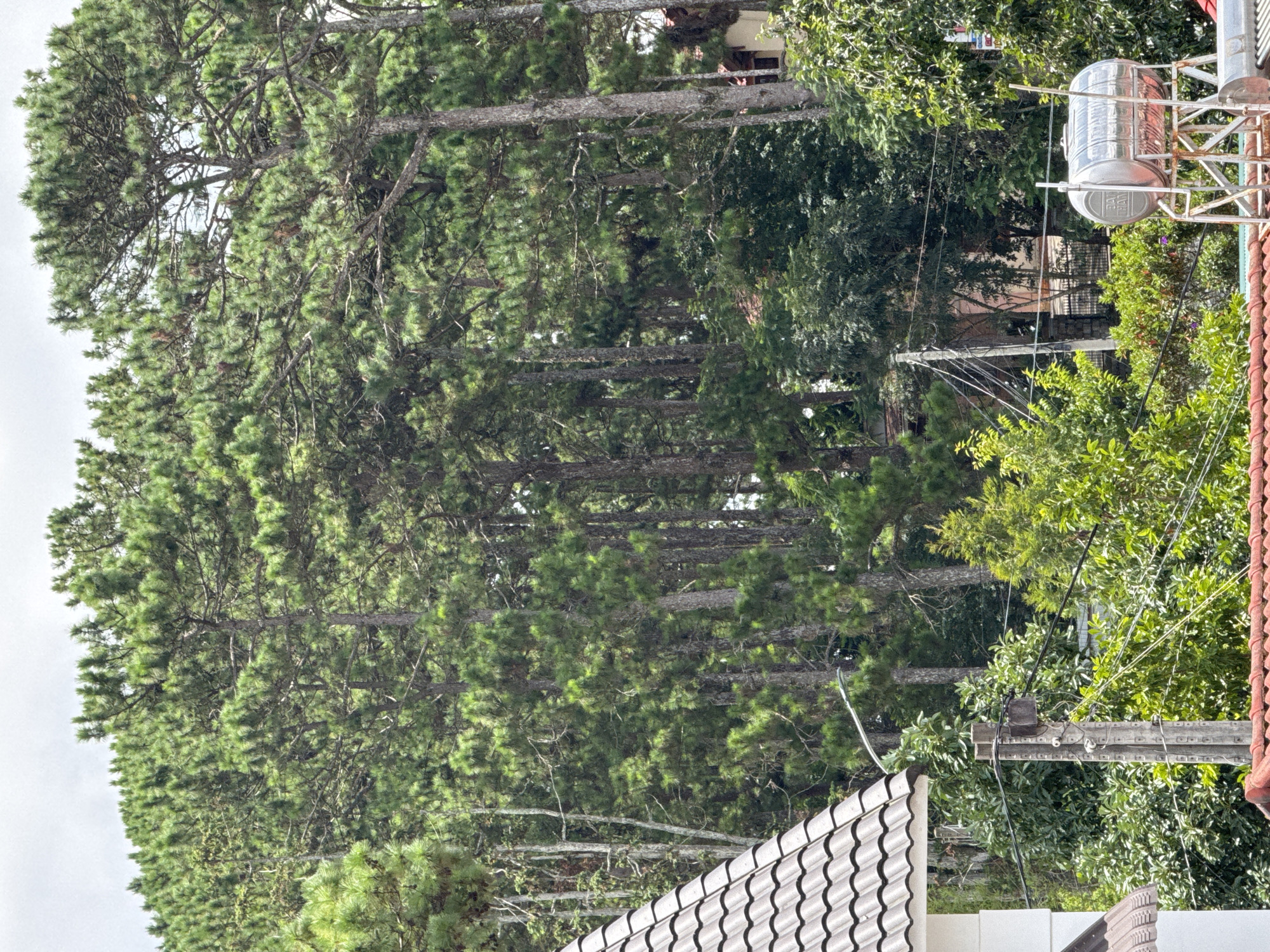 The image depicts a residential area in Da Lat, Vietnam, characterized by lush green pine trees and a tiled roof in the foreground. A section of a white house with a tiled roof is visible on the left. A concrete utility pole with electrical wires stretches across the scene. Further back, a stainless steel water tank is mounted on a metal structure. A red-tiled roof of another building is visible at the bottom edge. The background is dominated by a dense forest of tall pine trees. The sky is overcast. No people are present in the image.