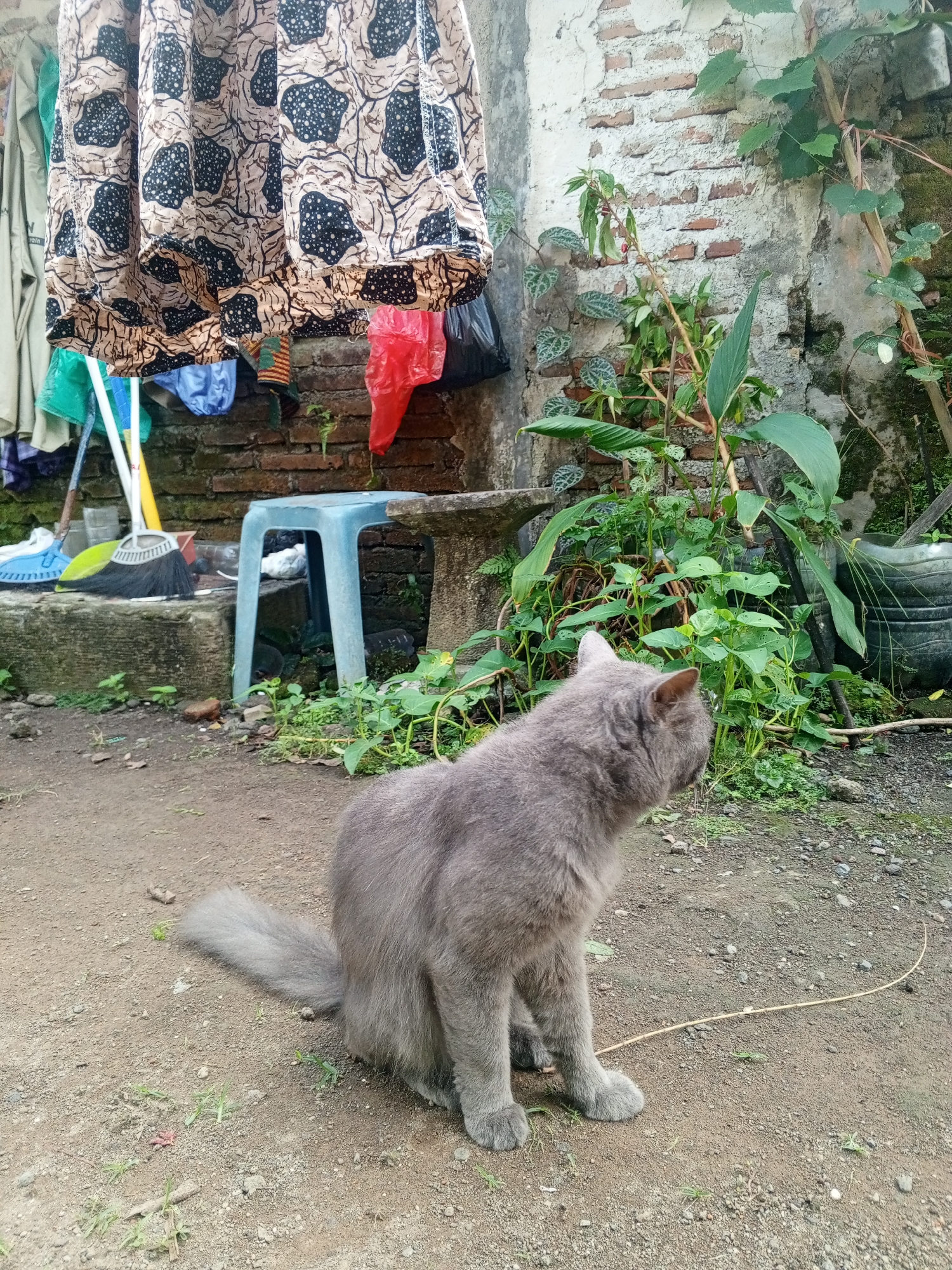 A grey, long-haired cat sits facing to the right on a dirt and gravel ground in an outdoor area. Behind the cat is a weathered brick wall with some white plaster. Hanging on the wall or from a clothesline above are several pieces of clothing, including a patterned skirt with black and cream designs. To the left of the cat, a blue plastic stool and a broom are visible. Lush green plants are growing against the wall and to the right of the cat. The overall scene suggests a backyard or alleyway environment in a residential area, possibly in the city of Sumbersari, Indonesia, given the architectural style and vegetation.