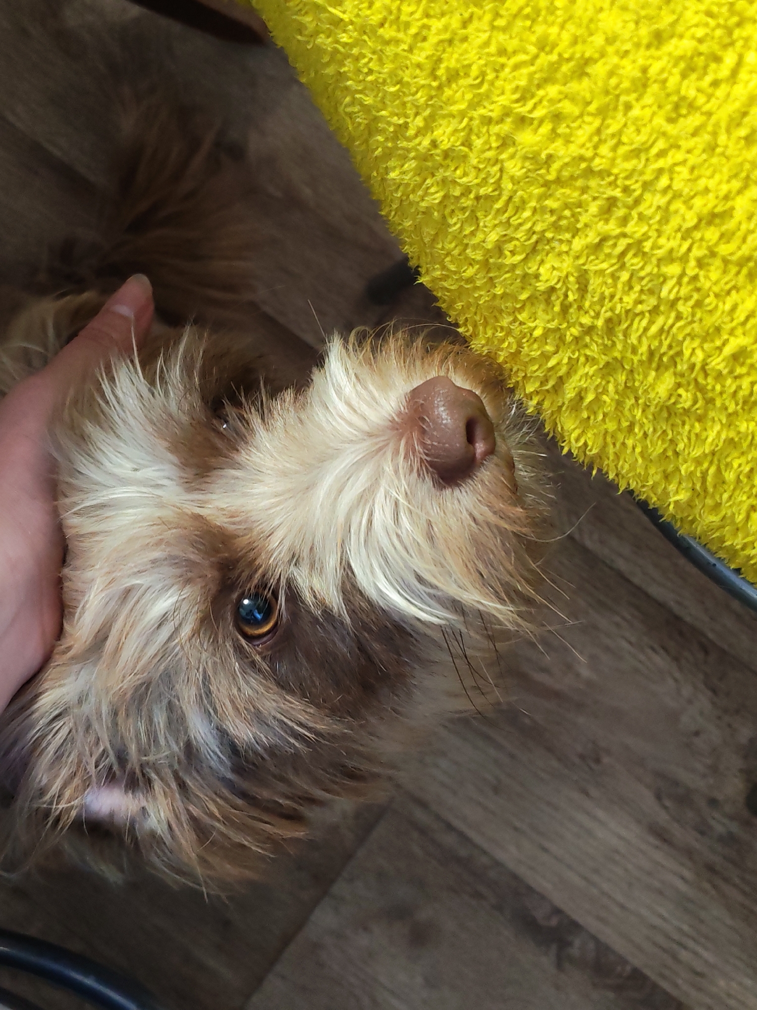 The scene is an indoor, close-up view of a domestic dog, located in Malaya Purga, Russia. The primary subject is a small to medium-sized dog with a shaggy or wiry coat. Its fur exhibits a combination of brown, reddish-brown, and prominent light cream or blonde coloration, particularly on its forehead, around its visible eye, and on its muzzle. The visible eye, a dark brown iris, shows a distinct blue reflection from an unseen light source. The dog's nose is reddish-brown, appears moist, and has a visibly textured surface. A section of the dog's lower pink lip is discernible on the left side of its face. The dog's head is angled slightly upwards and to the right within the frame. A human hand, displaying a forefinger and thumb with light-toned skin, is positioned on the left side of the dog's head, gently interacting with its fur. In the upper right quadrant of the image, a bright yellow, highly textured material, possibly a towel or blanket with a looped or tufted surface, is present. The background consists of a wooden floor with planks oriented diagonally across the lower and central left portions of the frame. A dark, curved linear object, likely a cable or part of a furniture frame, is visible in the lower left corner.