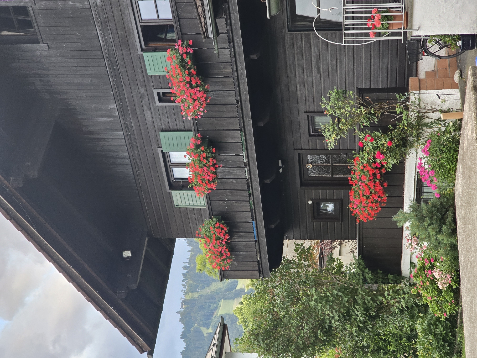 This is a frontal, slightly low-angle, medium shot of a dark wooden chalet-style house in Garmisch-Partenkirchen, Germany. The house has multiple stories and a steeply pitched roof covered in red tiles. The exterior walls are clad in dark, horizontal wooden planks.
On the first visible balcony, there are two window boxes filled with vibrant red geraniums. Green shutters are visible on the windows on this level. Below this balcony, there is another level of the house with a dark wooden facade. A planter box overflowing with red geraniums is attached to the railing of this lower level, adjacent to a small, green pine tree.
In front of the house, there is lush greenery, including trees and various flowering plants in shades of pink and red. To the left of the house, a portion of a white building is visible. In the background, a verdant mountain slope with ski lifts and trees is depicted under a cloudy sky.
On the ground level to the right, a white metal railing encloses a small area. A potted plant with pink flowers sits on a white ledge. A black bicycle with a basket is parked next to the railing, and a dark pot with a green plant is on the ground. Small, reddish-brown steps lead up to this area.
There are no people visible in the image. The scene is static and depicts a well-maintained, picturesque mountain dwelling.