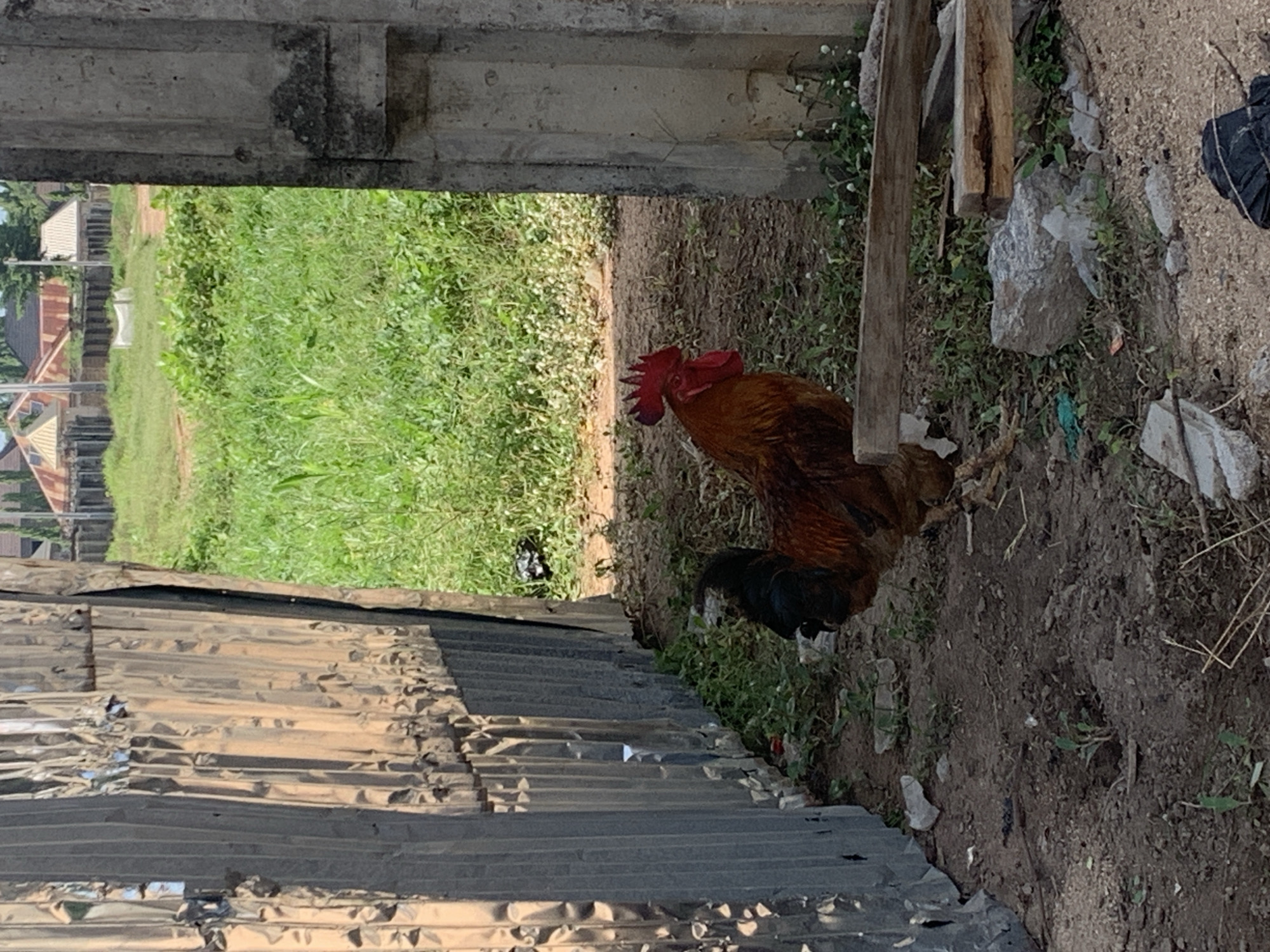 A rooster stands on a dirt ground next to a corrugated metal fence and a concrete pillar. The rooster is predominantly brown with black tail feathers and a red comb and wattle. The metal fence is weathered and appears to be a temporary structure. Behind the fence, a field of green grass and vegetation is visible, with a few buildings in the distance. The sky is not visible in the frame. The overall impression is an outdoor scene in a somewhat rural or undeveloped urban area.