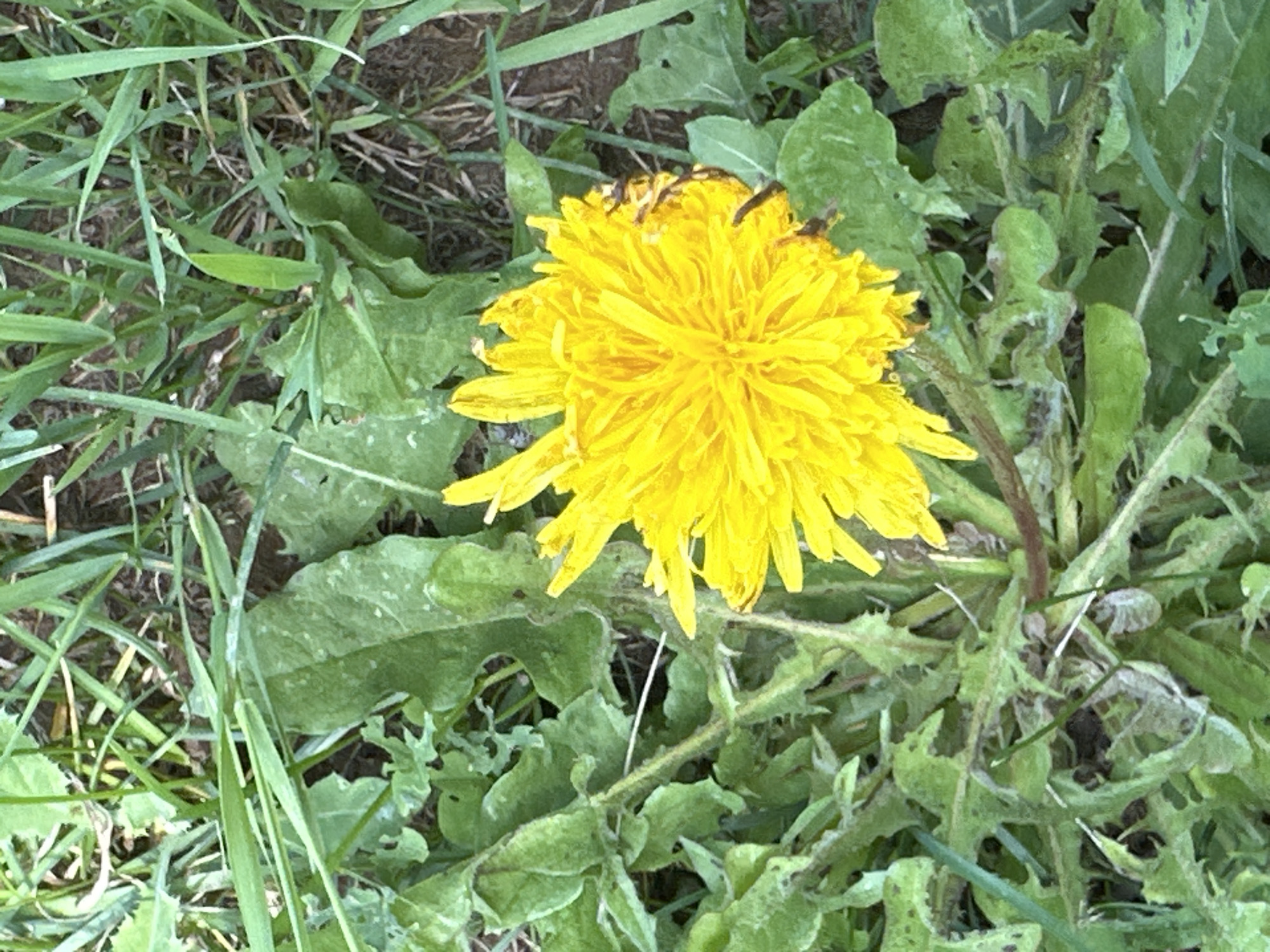 A close-up, overhead shot captures a bright yellow dandelion in full bloom, its petals radiating outwards. The dandelion is surrounded by lush green grass and the jagged leaves of other plants. The ground beneath is a mixture of dark soil and dried organic matter. The image appears to be taken outdoors in a natural setting, possibly a park or a grassy area in the city of Znamya Oktyabrya, Russia. There are no people or animals visible in the frame. The lighting suggests it is daytime.
