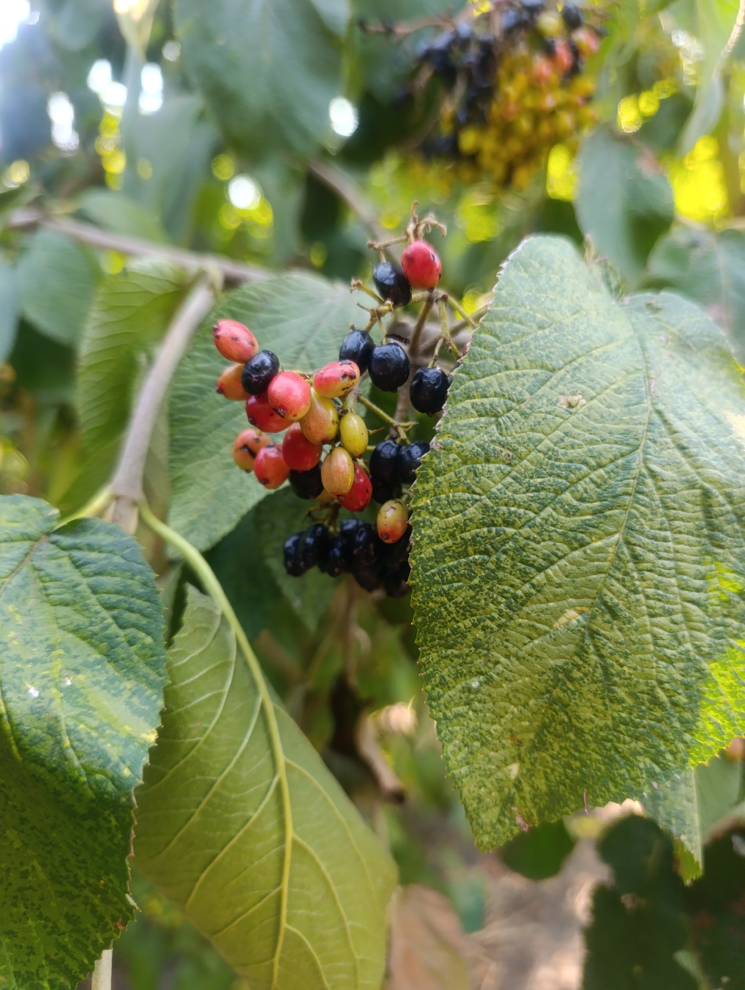 The image is a close-up, outdoor shot of a branch with ripe berries and leaves. The berries are clustered and vary in color from deep black to red and yellowish-orange, indicating different stages of ripeness. Several large, green leaves, with prominent veins and a slightly rough texture, are also visible, some partially obscuring the berries. The background is softly blurred, showing more foliage and dappled sunlight, suggesting a natural setting like a garden or park. There are no people or discernable urban elements in the frame. The specific location in Olomouc, Czechia, is not identifiable from the visual information provided.