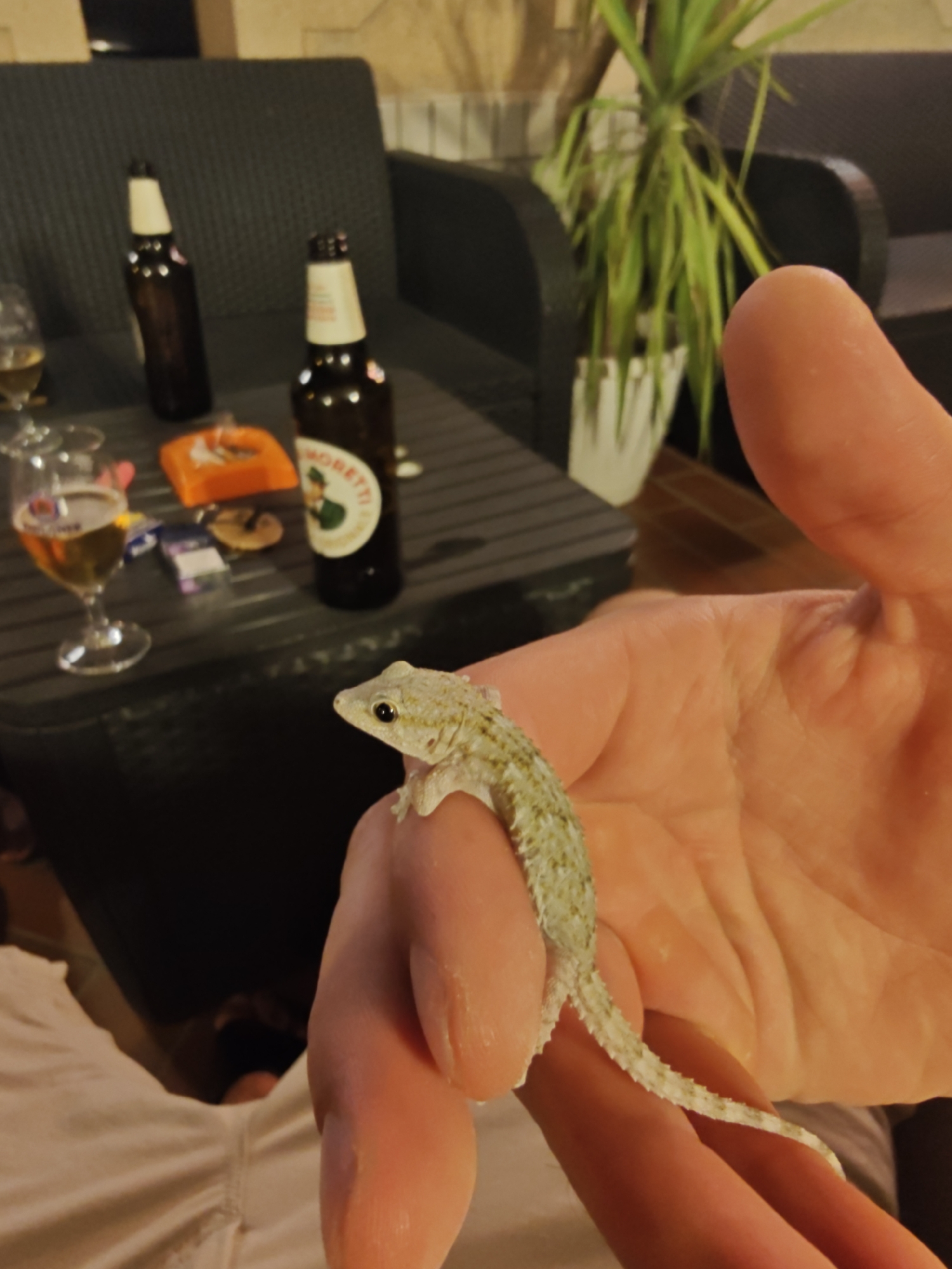 In Rimini, Italy, a small, light-colored gecko with green markings rests on a person's hand. The gecko is positioned on the palm, facing left, with its tail extending towards the right. The background is blurred but suggests an outdoor setting with dark furniture, two bottles of beer, and a glass of beer on a table. A plant in a white pot is also visible. The lighting indicates it is likely evening or night.