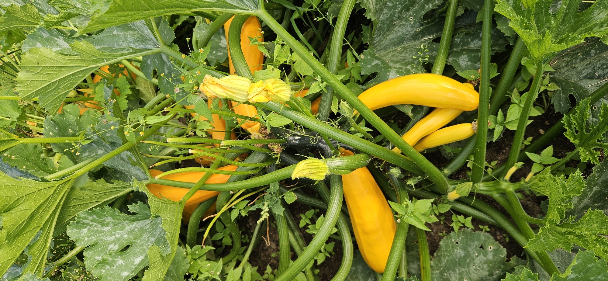 A vertical close-up shot captures a dense cluster of yellow zucchini plants with large, green, serrated leaves and vines. Several ripe yellow zucchini are visible, some partially obscured by the foliage. A few yellow zucchini blossoms are also present. The scene appears to be outdoors in a garden or farm setting within the Мазалаўскі сельскі Савет, Belarus, with the plants growing in dark soil. No people are visible in the image.