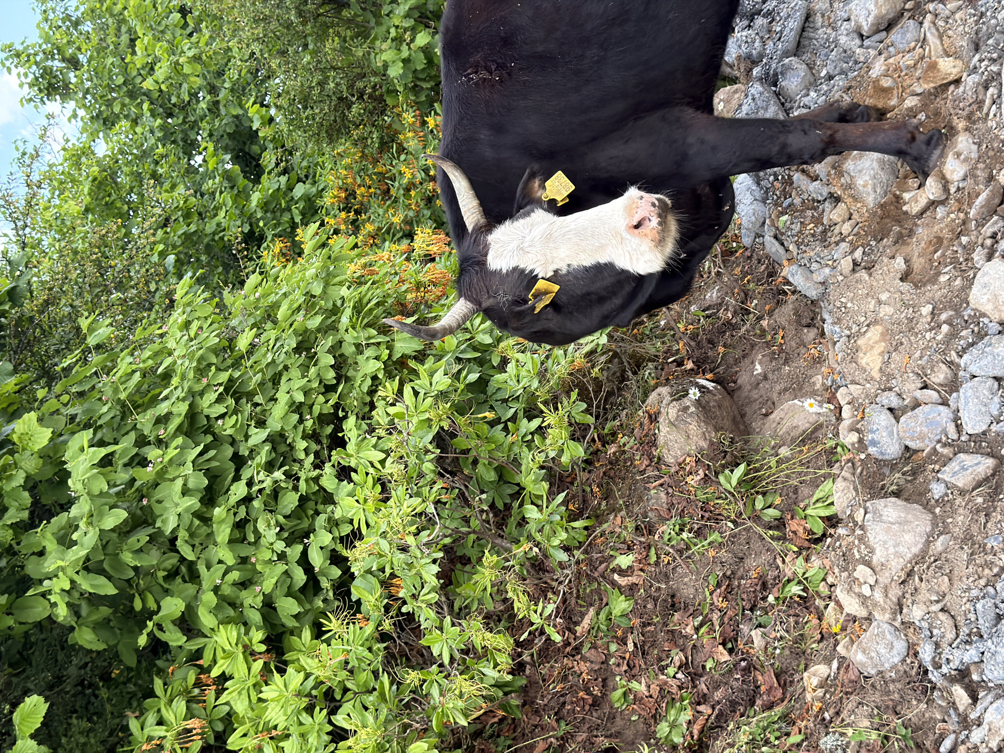 A black and white yak is standing on a rocky path in Mestia, Georgia. The yak is facing towards the right side of the frame and has its head turned towards the camera. Its fur is black on its body and legs, with a white face and a patch of white fur on its forehead. It has short, curved horns and yellow tags on its ears. The yak is standing in front of a dense green foliage with some yellow and orange flowers. The ground is covered with rocks and dirt. The sky is visible in the background, peeking through the trees.