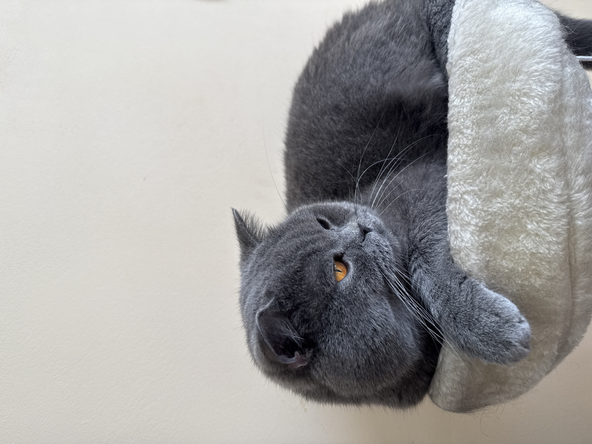 A gray cat with yellow eyes is upside down inside a white cat bed. The background is a plain, off-white surface. There is no indication of the city of Pleven, Bulgaria, or any identifying landmarks in the image.