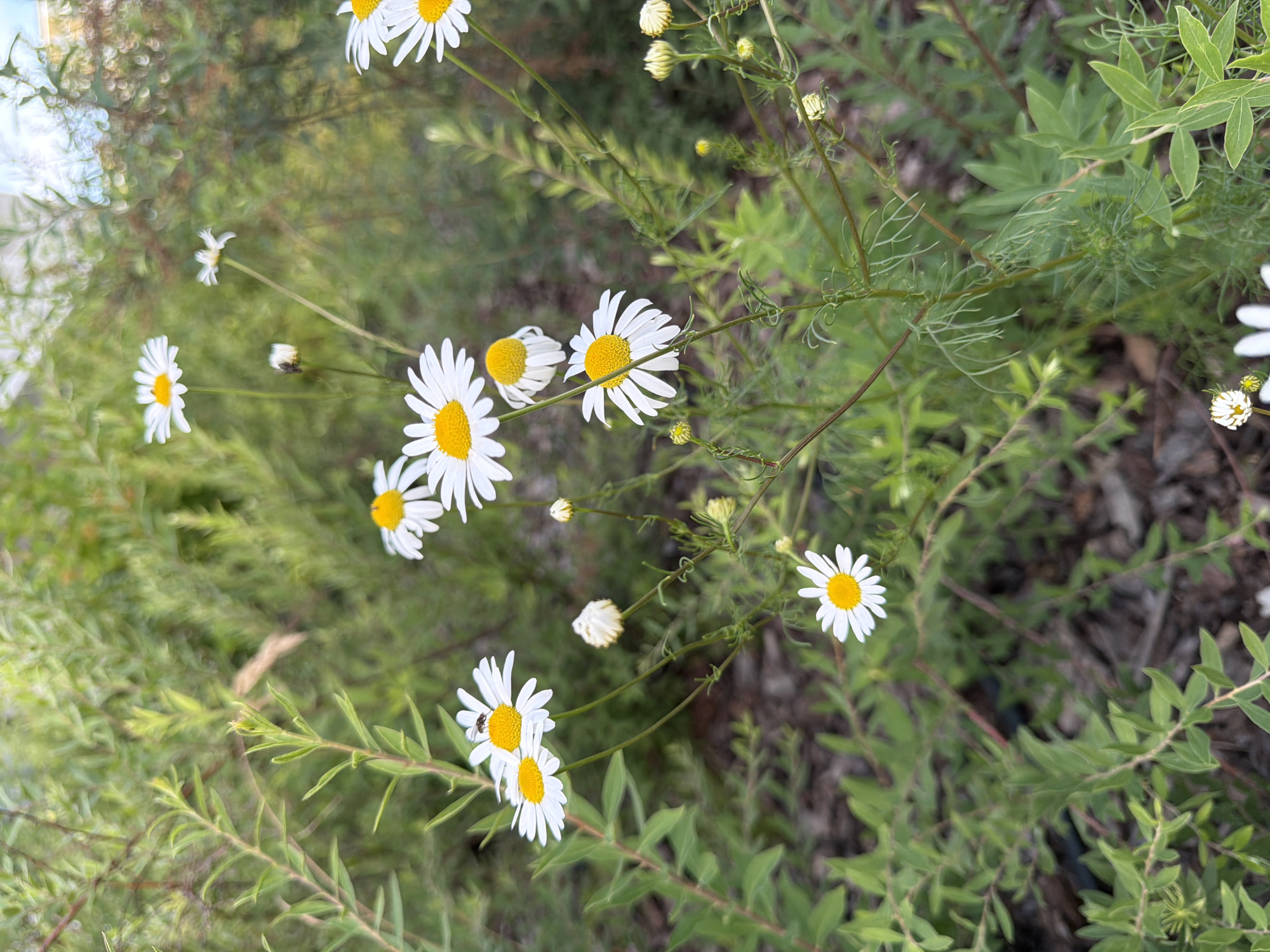 The image depicts a close-up view of several white daisies with yellow centers, scattered amongst green foliage and a blurred background of more greenery. One of the daisies in the foreground has a small insect with a dark body on its petals. The ground beneath the plants appears to be covered with dark mulch or soil. The overall impression is of a natural outdoor setting. There is no information available to determine the specific location within the city of Łódź, Poland, or any other city.