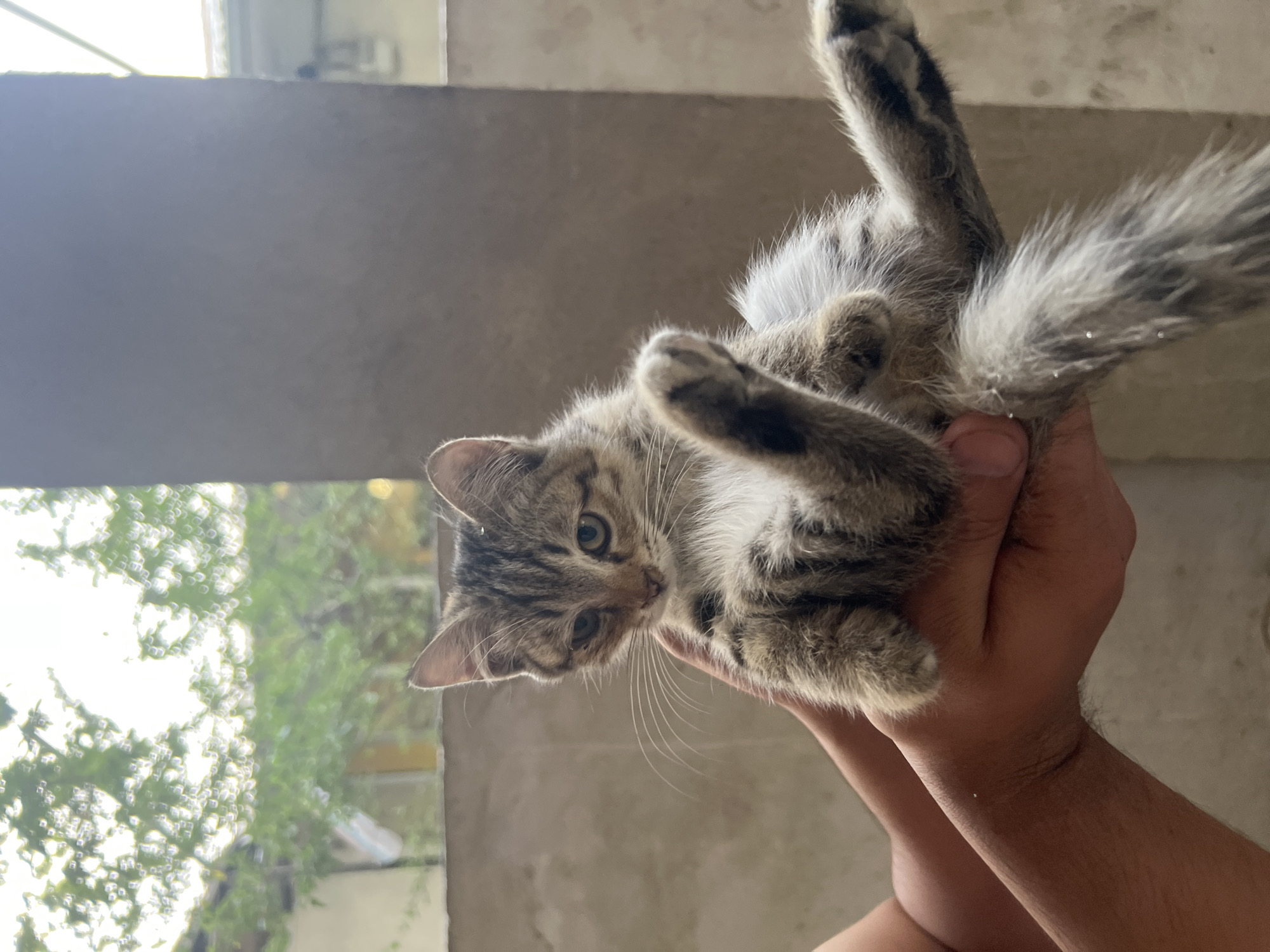 A tabby kitten is held in two hands, facing the camera. The kitten's front paws are positioned as if it is sitting up, with its hind legs extending outwards. The kitten has grey and brown fur with black stripes. Its ears are pointed, and its eyes are looking slightly down. The hands holding the kitten appear to be human. The background is out of focus and shows a blurred outdoor environment with trees and buildings. A textured wall is visible behind the kitten. The image appears to have been taken outdoors, possibly in a backyard or patio area, within the city of Osh, Kyrgyzstan.