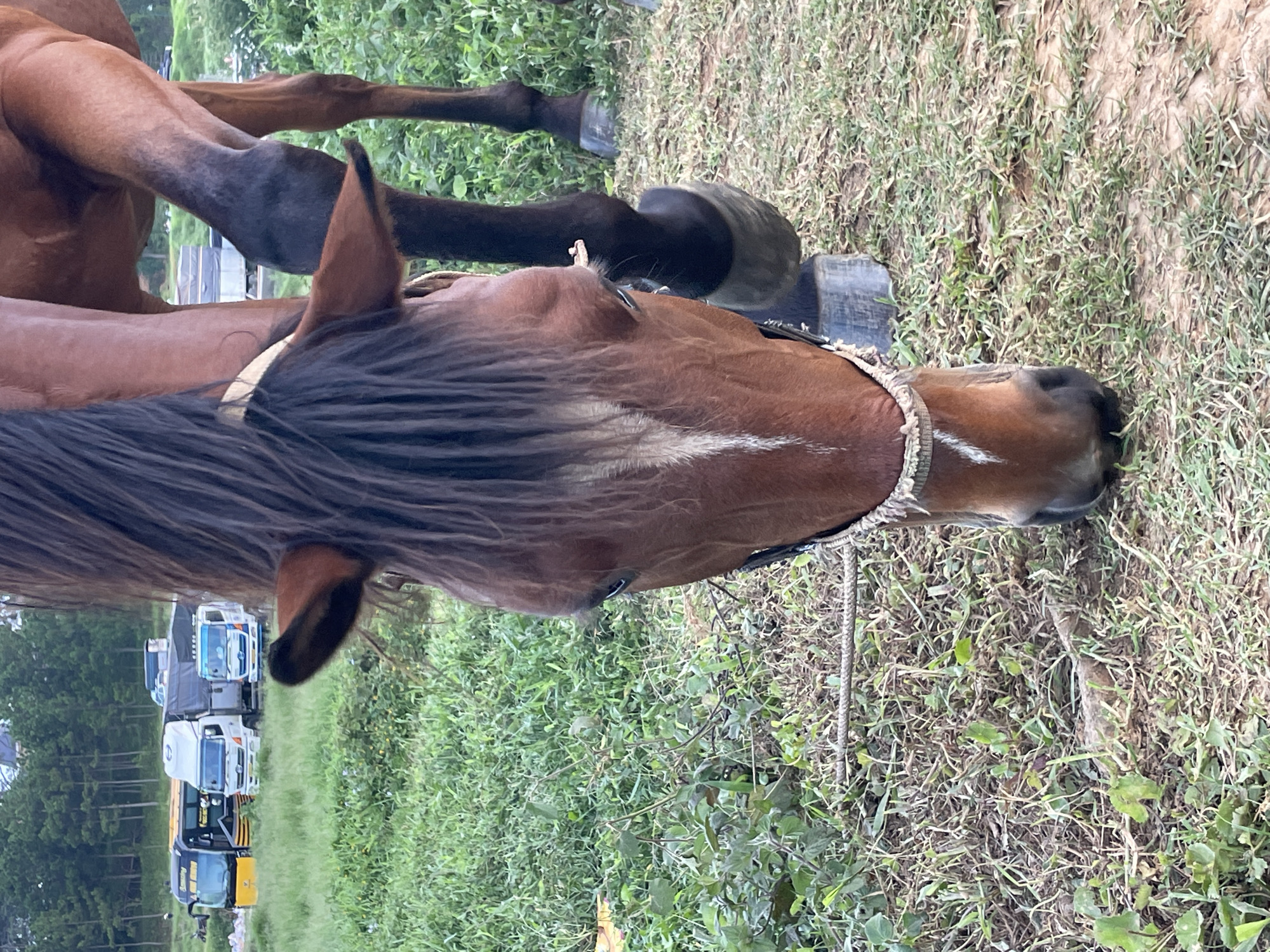 A close-up, eye-level shot focuses on the head and upper body of a brown horse grazing in a grassy field. The horse's head is lowered, its muzzle touching the ground. Its mane is dark and shaggy, falling over its forehead and down its neck. A white blaze runs down the center of its face. The horse wears a simple rope halter. In the background, several trucks and a yellow bus are parked in a field with trees beyond. The environment appears to be an outdoor area in Da Lat, Vietnam, characterized by lush green vegetation and a slightly overcast sky. There are no people visible in the frame, and the horse is the sole subject of the image.
