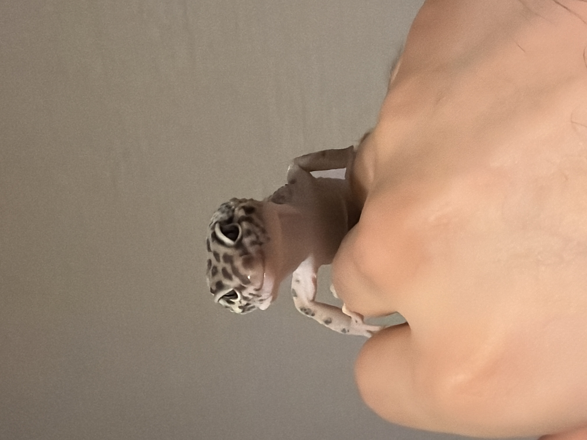 A spotted leopard gecko is held in a person's hand against a gray background. There is no information to determine the location of the city of Izhevsk, Russia.
