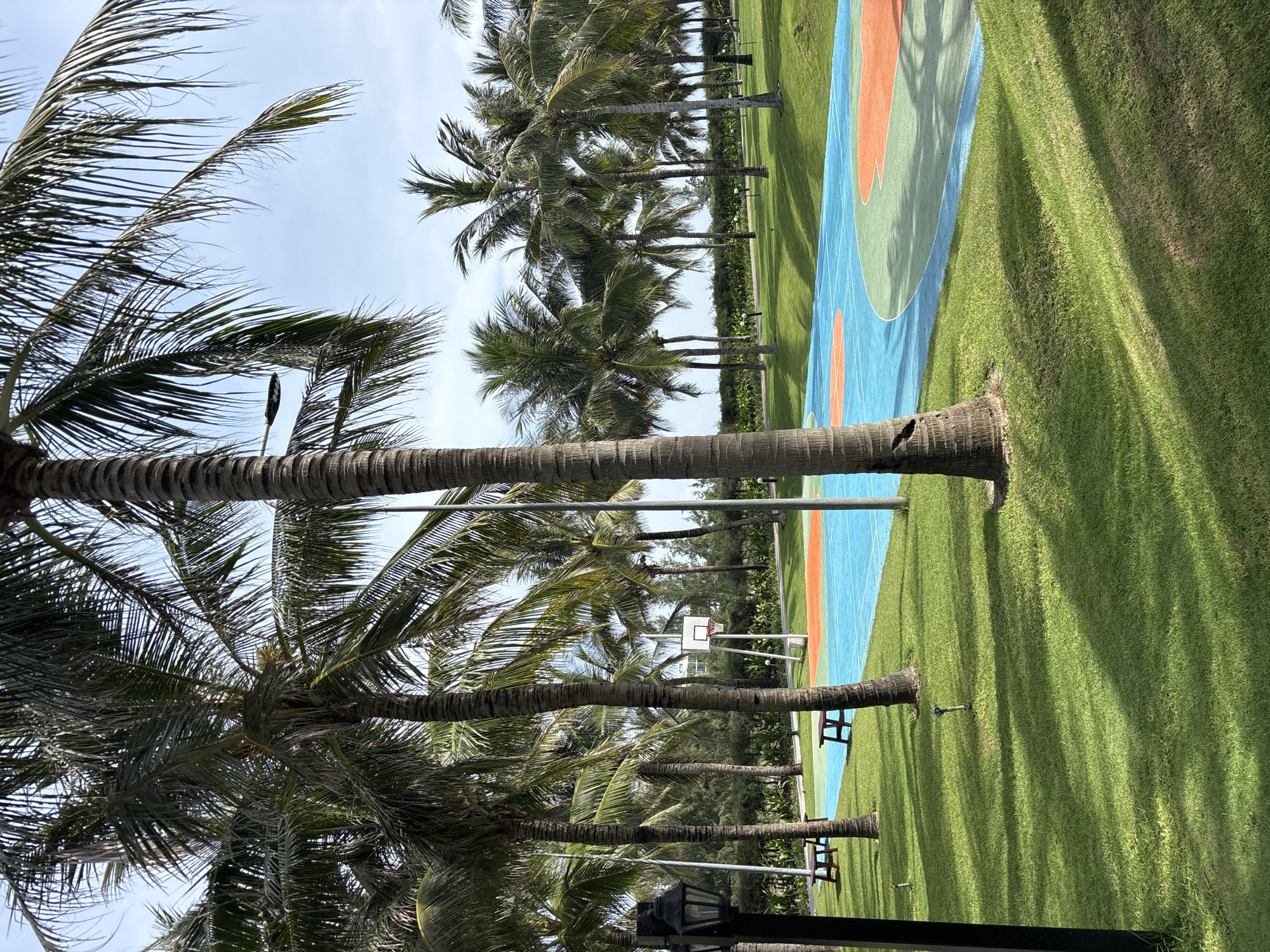 This is an outdoor, ground-level, eye-level photograph of a colorful basketball court surrounded by palm trees and lush green grass. The basketball court has distinct blue, green, and orange sections. A basketball hoop is visible on the left side of the court. In the foreground, a dark lamppost stands on the left edge of the frame, and there are two wooden benches on the grass to the left of the court. The background consists of more palm trees and a clear blue sky. The scene suggests a recreational area, possibly in a tropical or subtropical location.