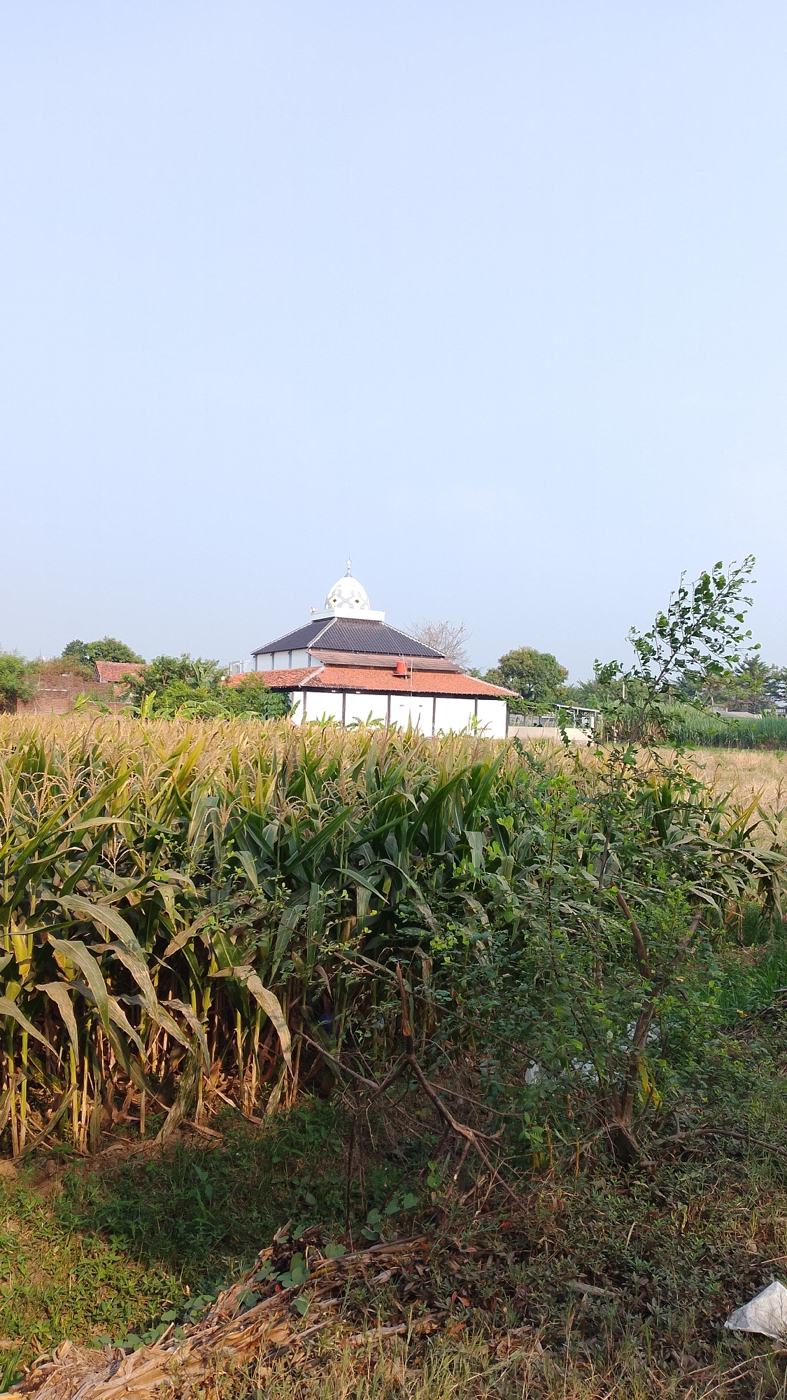 A mosque with a white dome and a dark gray roof is visible in the background, partially obscured by a field of corn. The mosque has white walls with numerous vertical windows. In the foreground, tall green corn stalks dominate the scene, with dry leaves and branches scattered on the ground. The sky is a clear, pale blue. The image is a vertical, eye-level shot taken in an outdoor rural setting, likely in the city of Curug, Indonesia, given the typical agricultural landscape and architectural style. There are no people or animals visible in the frame.