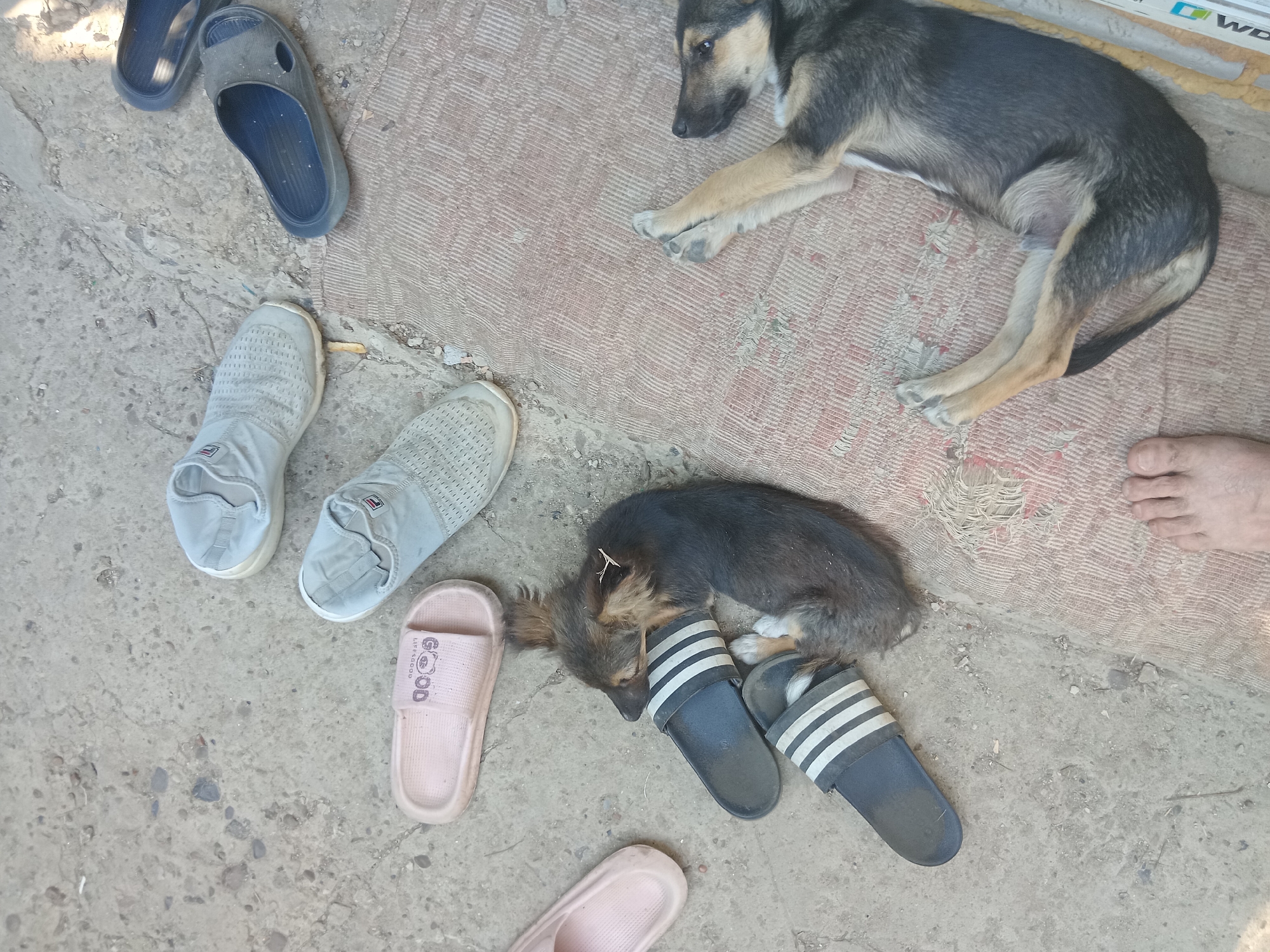In Cotiujenii Mari, Moldova, a dog sleeps on a rug outdoors. The dog is a medium-sized breed with dark fur and tan markings. It is lying on its side, with its head resting on a pair of black and white striped slides. Another black slide is visible next to the dog's head. Several pairs of shoes are scattered around the scene on a concrete surface. These include a pair of light gray slip-on shoes and a pair of pink slides. The scene appears to be a residential outdoor area.