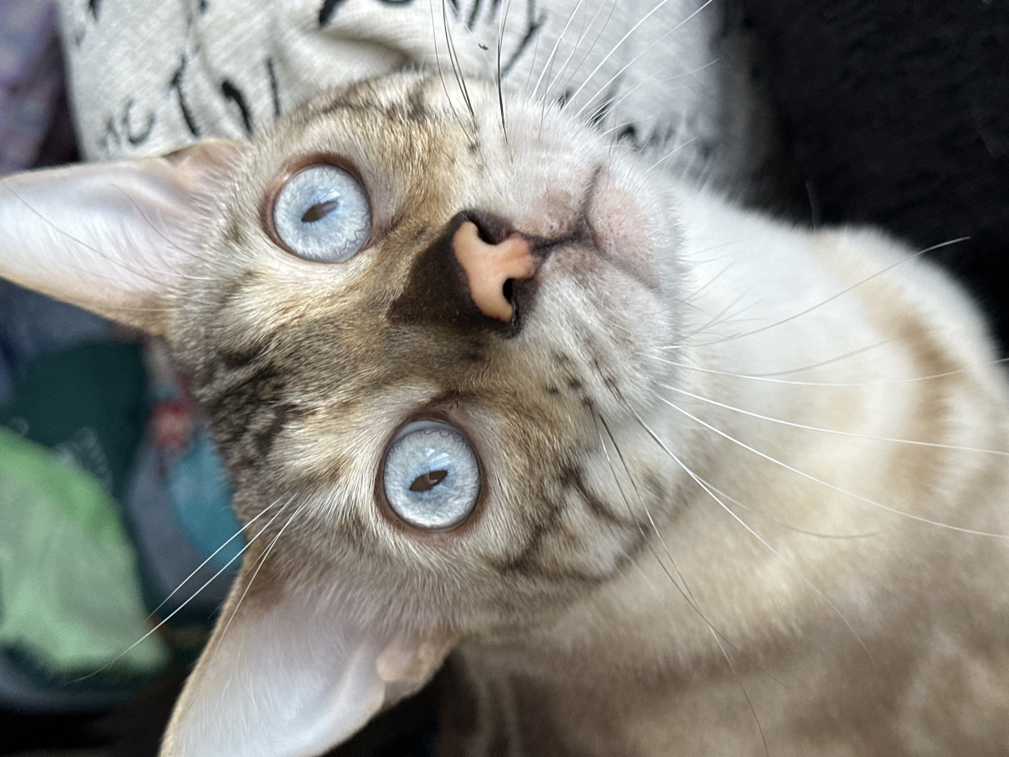 A close-up, eye-level, portrait photograph shows a light-brown and tan-colored cat with striking blue eyes. The cat's face is the primary focus, with its fur exhibiting a spotted or marbled pattern. Its nose is a light pink color, and its whiskers are long and white. The background is out of focus, but appears to be a textured surface, possibly a blanket or cushion, with shades of gray and white. The lighting suggests an indoor environment, possibly a home, in Gornyi Erik, Russia. The cat is looking directly at the camera with an alert expression.