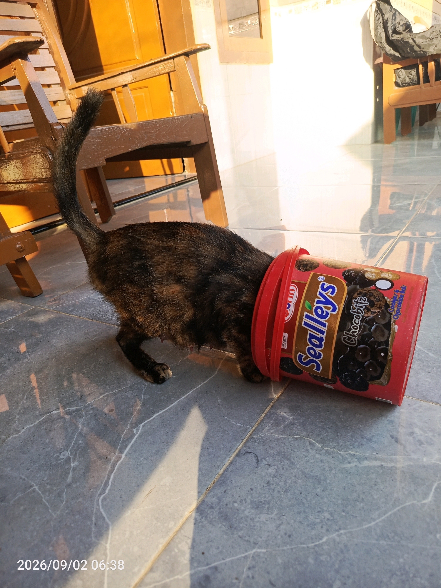A tortoiseshell cat with its head stuck in a red, round plastic container of "Sealleys Chocolate Ball Cookies" is on a gray tiled floor outdoors. The container has an image of chocolate balls and cookies on its label and a red lid. The cat's body extends to the left, with its tail curled up. The background shows wooden chairs and a yellow wooden door, illuminated by strong sunlight casting shadows on the floor. The timestamp "2026/09/02 06:38" is visible in the lower left corner. This scene appears to be in a residential outdoor area.