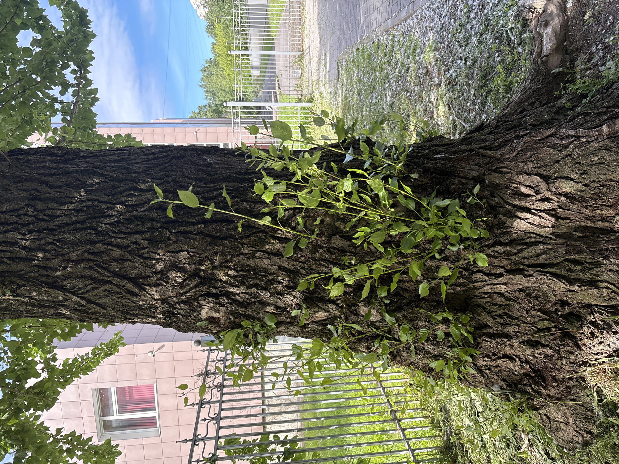 This image depicts the base of a large, mature tree with rough, dark bark, in an urban setting. Young green shoots are growing vertically from the trunk and base of the tree. Behind the tree, a light pink tiled building with a white-framed window is visible. A metal fence, a patch of green grass, and a paved walkway with scattered white debris line the area. The sky is blue with some scattered clouds. The scene appears to be a public space, possibly a park or street in Saint Petersburg, Russia, given the architectural style of the building and the presence of typical urban landscaping elements. There are no people visible in the image.