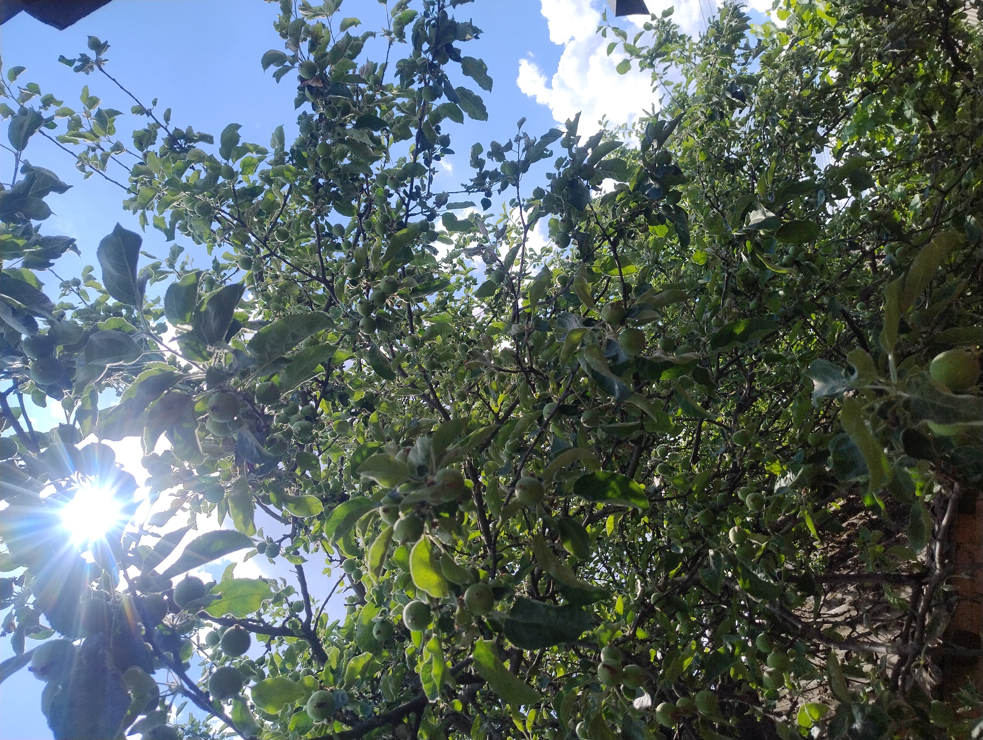 A low-angle, medium shot captures an apple tree laden with green, unripe apples against a bright blue sky. Sunlight flares through the leaves, creating a starburst effect at the top left of the frame. The tree's branches are dense with foliage, and numerous small apples are visible throughout. The background includes patches of white clouds and the top of a dark structure, possibly a building or fence, at the far right. The scene appears to be outdoors in a natural or garden setting.
