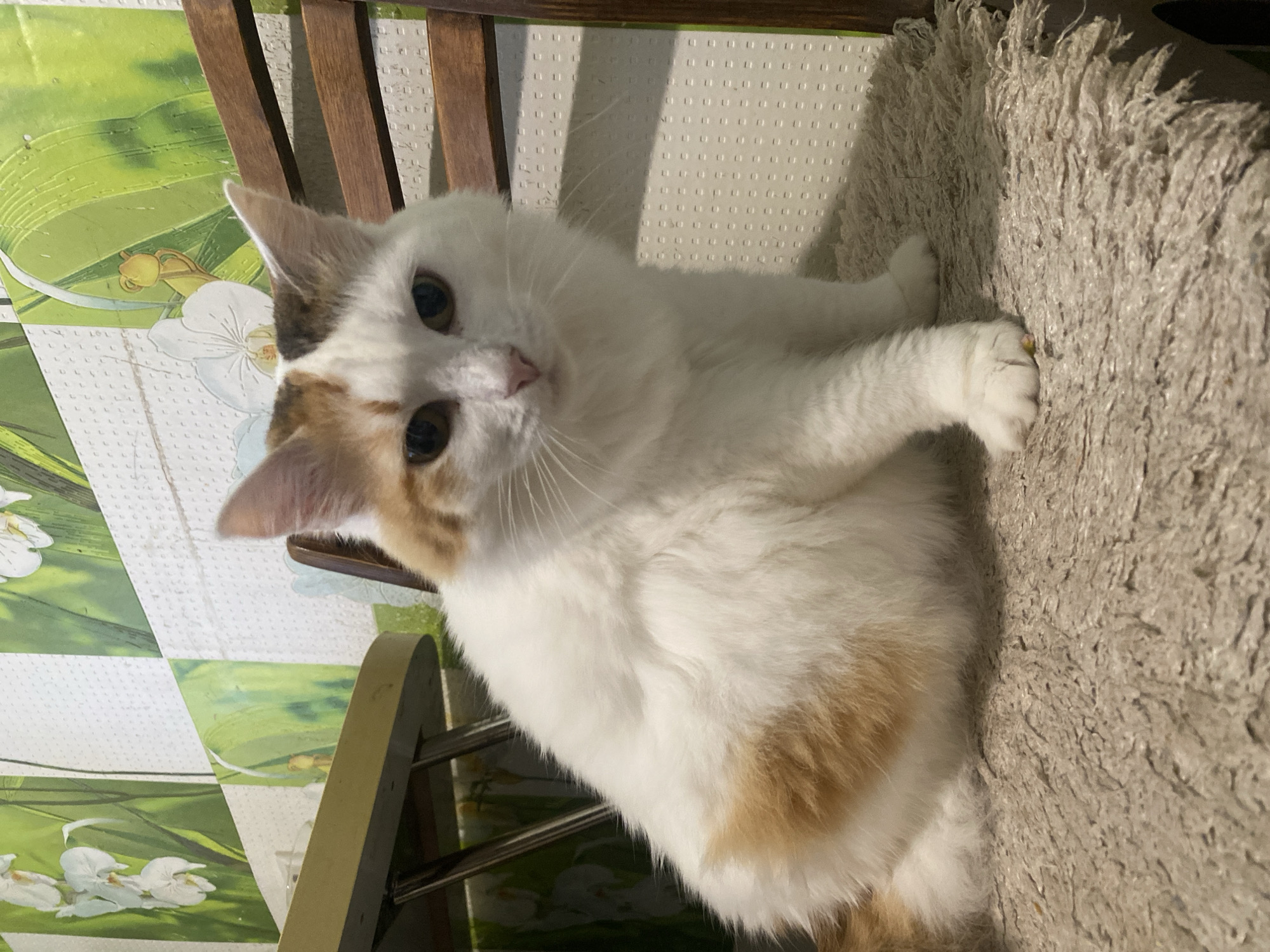 An indoor, eye-level shot features a white domestic cat with ginger and brown patches, primarily on its head, ears, and back. The cat is lying down, looking directly at the camera with dark, round eyes and a pink nose. Its right paw rests on a textured, shaggy, beige-grey surface, possibly a rug or mat.
The background on the left side of the frame shows a green and white patterned surface, resembling wallpaper or a plastic tablecloth, adorned with white orchid-like flowers and green foliage. A wooden chair with vertical slats is partially visible behind the cat, providing structural elements to the scene. The lighting appears to be artificial indoor illumination, casting subtle shadows, particularly from the chair slats onto the patterned surface. No text is visible in the image. The scene is set in Chaikovsky, Russia.