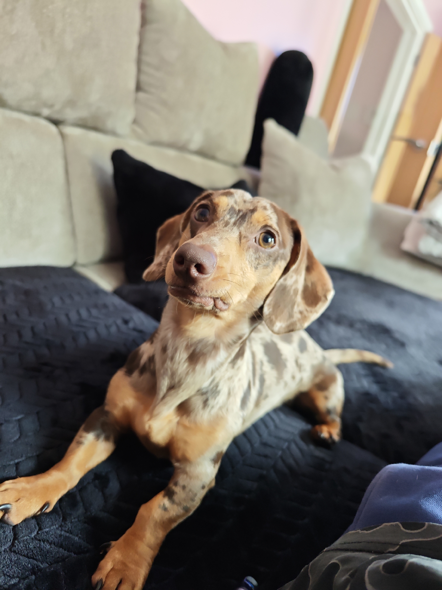 An indoor photograph, taken in the city of Locking Parklands, United Kingdom, features a dapple dachshund puppy positioned on a dark, textured sofa blanket. The puppy, displaying a mottled brown, tan, and light grey coat, lies on its stomach with its front paws extended forward. Its head is raised, and its brown eyes are fixed slightly above and to the left of the camera, conveying an attentive expression. A light brown nose and visible whiskers are prominent. In the out-of-focus background, light-colored sofa cushions are visible against a pale pink wall. A black accent pillow rests behind the dog's upper body. To the right, a light-colored door with a handle is partially visible, indicating a room entrance or exit. The lower right foreground shows a partial view of a human leg, clad in blue fabric and patterned clothing, suggesting the photographer's close proximity to the dog on the sofa.