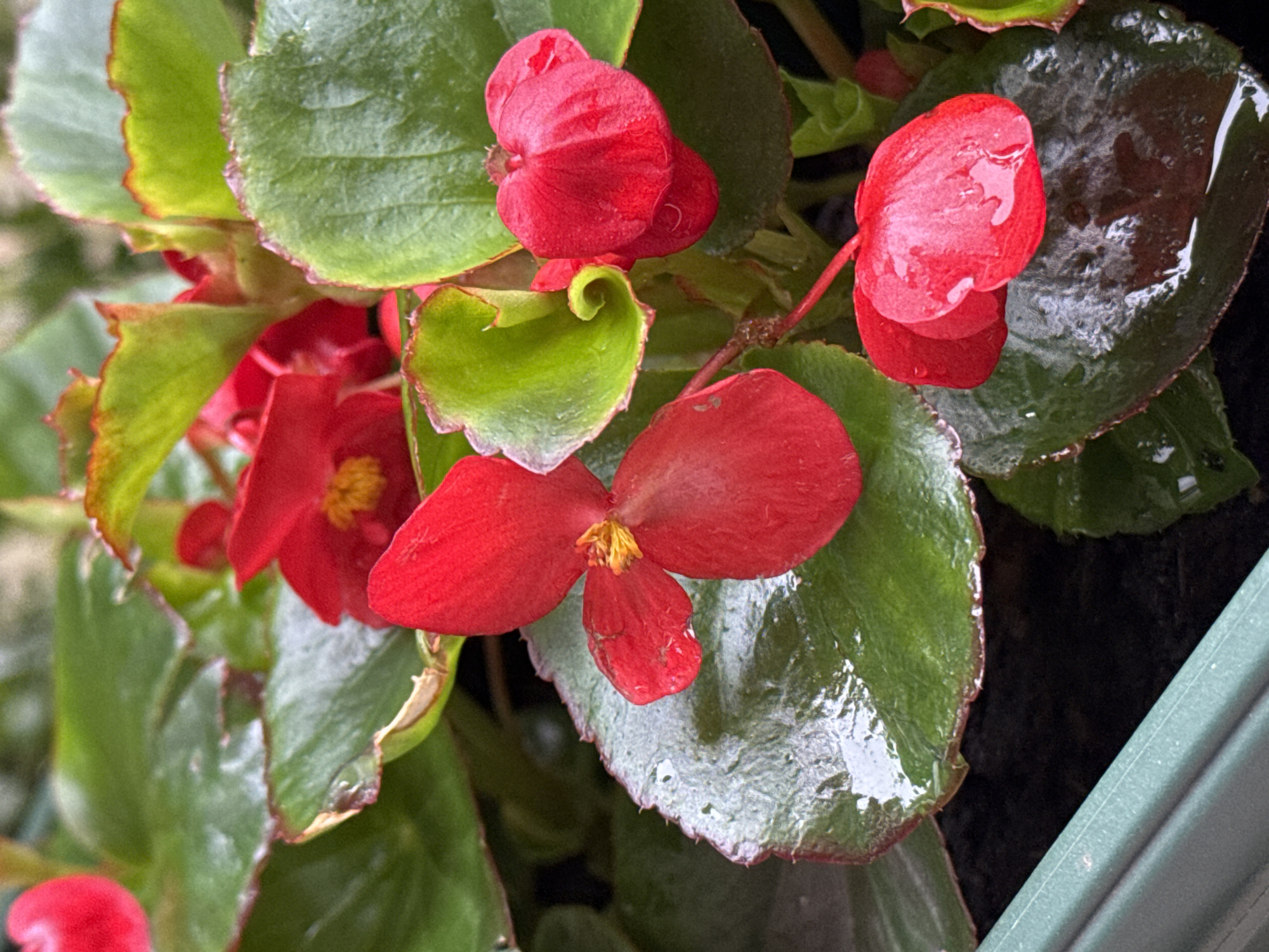 A close-up shot features a begonia plant with bright red flowers and green leaves. Some of the leaves appear wet, possibly from recent rain or watering. The plant is potted in a container, visible along the lower right edge. The image was taken in an outdoor setting. The city and country are provided in the prompt but are not visually evident within the image itself.