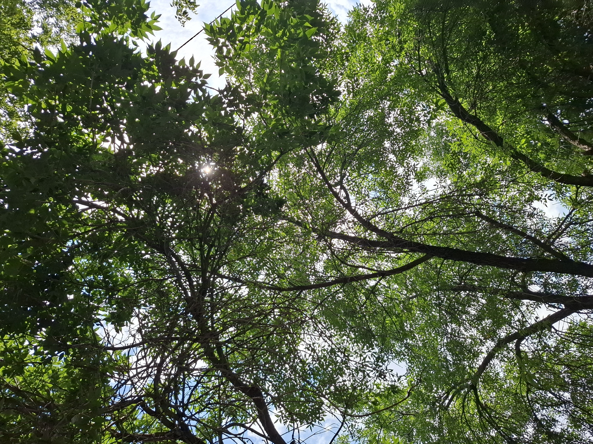 The image shows a low-angle shot looking up through the dense green foliage of trees against a bright sky with scattered white clouds. Sunlight filters through the leaves, creating dappled light and silhouetting some of the branches. The scene appears to be an outdoor natural environment, likely a park or forested area within the city of Almaty, Kazakhstan, given the context. No people or specific objects are clearly discernible, only the overwhelming presence of tree branches and leaves against the sky.