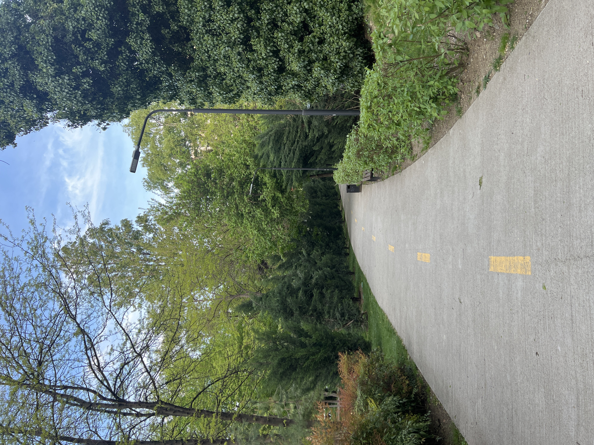 The image displays a paved path winding through a verdant park setting, likely in Tbilisi, Georgia. The path, made of light gray concrete, curves gently to the right and recedes into the distance. It features faded, intermittent yellow dashed lines along its right side.
The path is flanked by dense vegetation. On the left, a variety of deciduous trees with bright green leaves and intricate branch patterns are visible against the sky. On the right, a mixture of tall, dark green evergreen trees, lighter green deciduous trees, and numerous bushes and shrubs with varying shades of green and some reddish-brown foliage line the path.
At least two black, modern-style lampposts are positioned along the path, suggesting it is equipped for illumination. Further along the right side, a dark park bench and possibly a trash can are partially visible amidst the foliage.
Above the tree canopy, a clear blue sky with some soft, white wispy clouds is visible, indicating daytime, likely during pleasant weather. The scene conveys a tranquil, natural environment, ideal for walking or cycling. No discernible text is visible within the image.