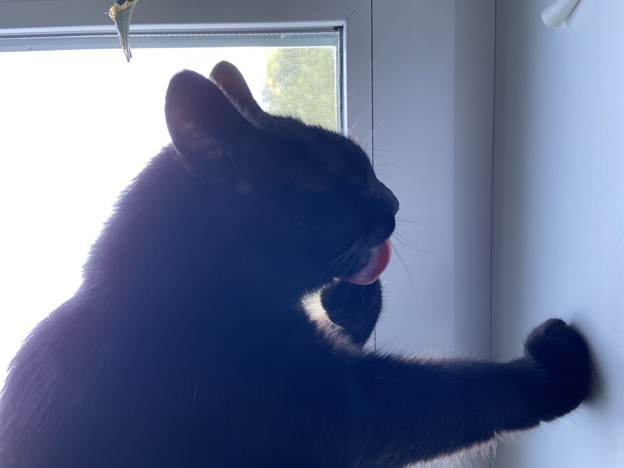 A black cat is shown from a side angle, licking its paw. The cat is silhouetted against a brightly lit window, with its tongue visible. The cat is on a white surface, possibly a windowsill, and a portion of a white tube-like object is visible in the lower right corner of the image. Outside the window, greenery and a sky are visible.
