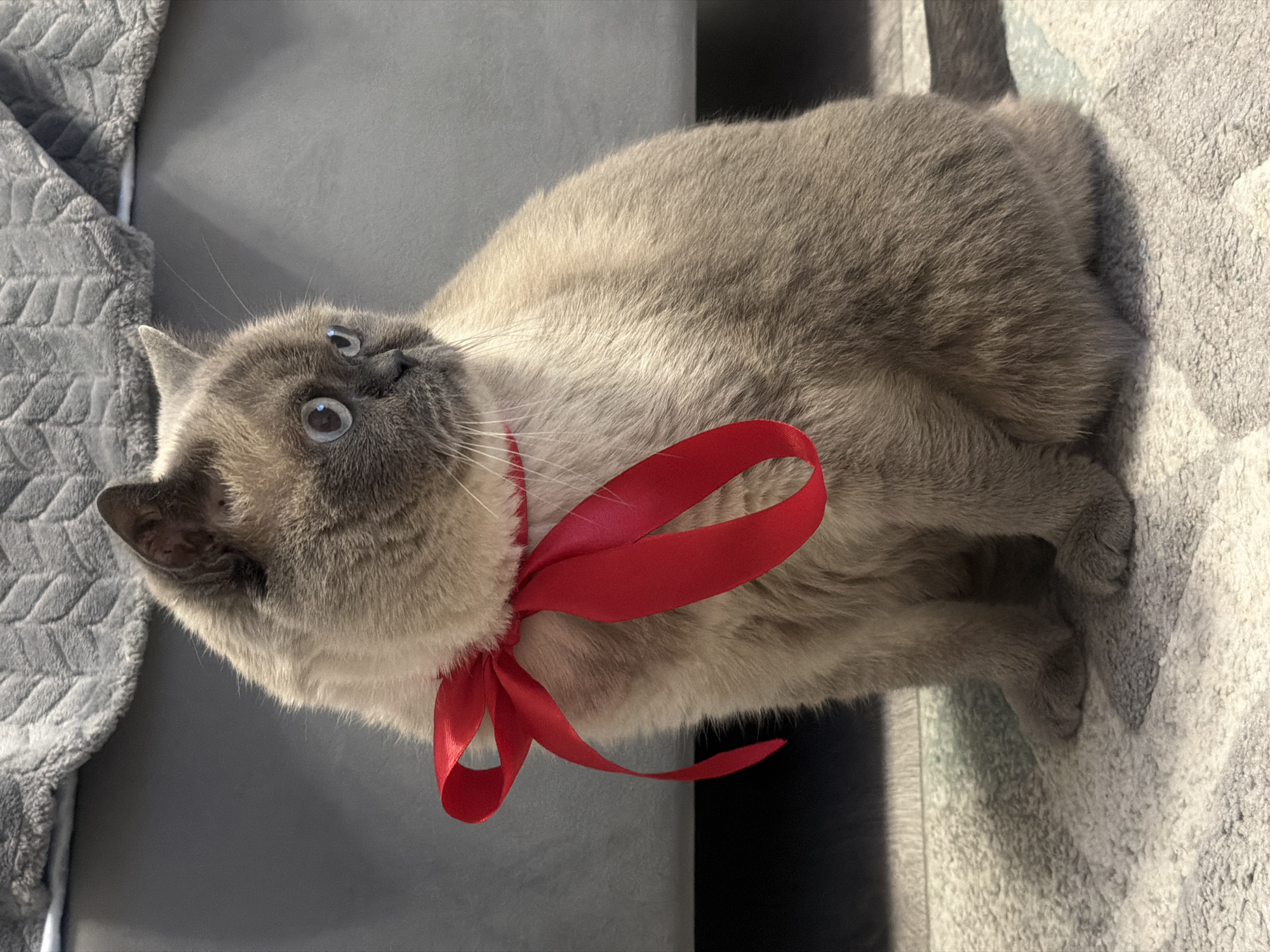 A tan British Shorthair cat with blue eyes is wearing a red ribbon around its neck and looking upwards. It is sitting on a gray, textured surface next to a gray cushion. The location is not specified in the image.