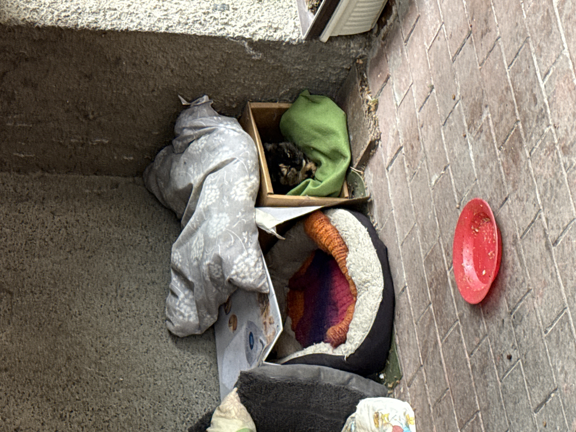 The image shows an animal shelter in an alcove in Plovdiv, Bulgaria. A cat is nestled in a cardboard box with a green cloth inside. Beside the box, there is a pillow and a blanket. Nearby, a red food bowl is empty. The alcove is enclosed by a concrete wall on one side and a brick pavement on the other.