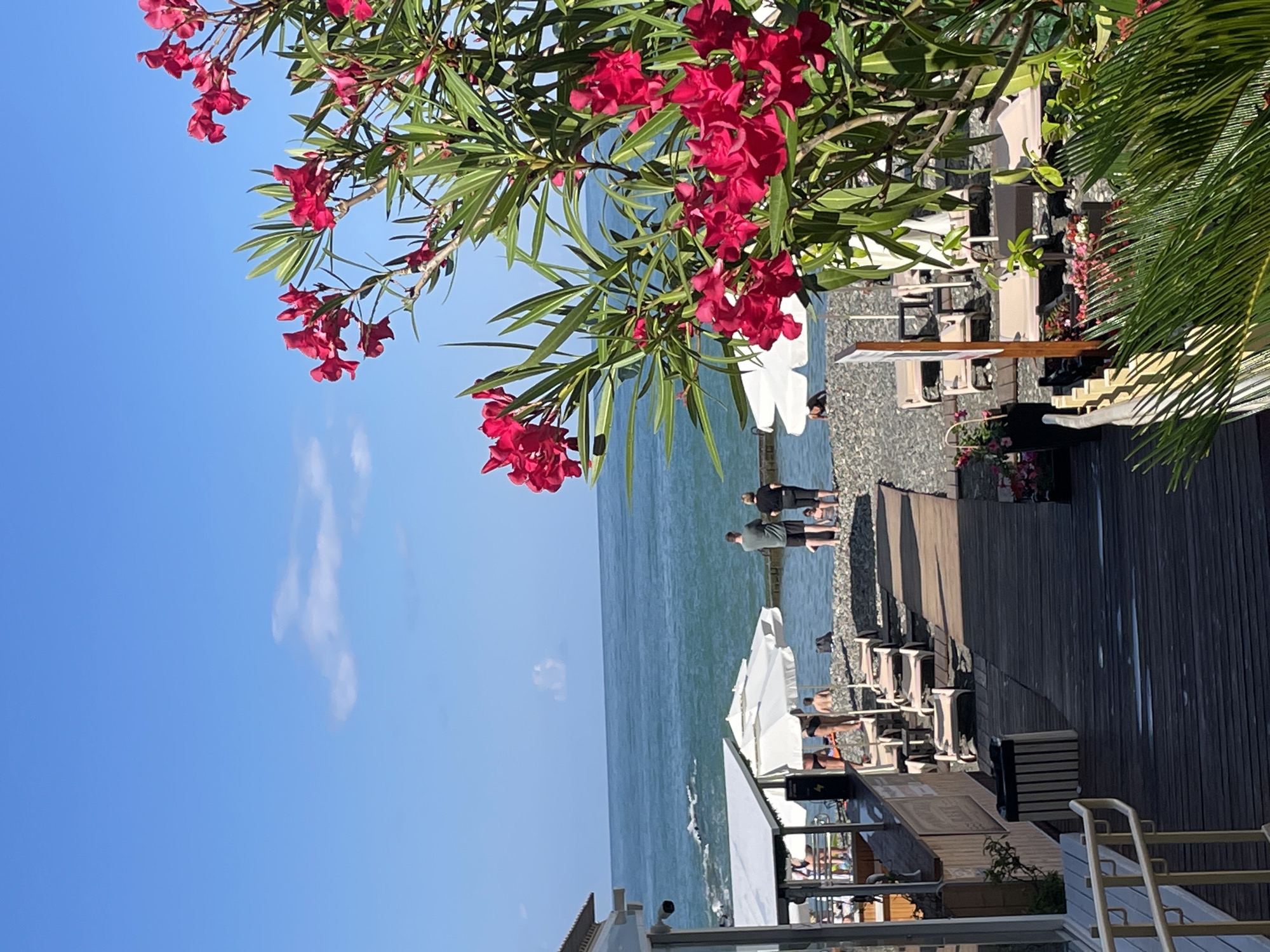 The image depicts a sunny day at a pebble beach with a wooden boardwalk in Sochi, Russia. In the foreground, vibrant pink oleander flowers bloom on a bush, with a partial view of lush green foliage. The boardwalk leads towards the sea, with several lounge chairs and umbrellas set up on the pebble shore. People are visible enjoying the beach, some standing near the water's edge, while others are seated or walking. A beach bar or cafe structure is partially visible on the left side of the boardwalk. The sea is a calm, deep blue under a clear sky with a few wispy clouds. The scene conveys a relaxed atmosphere typical of a seaside resort.