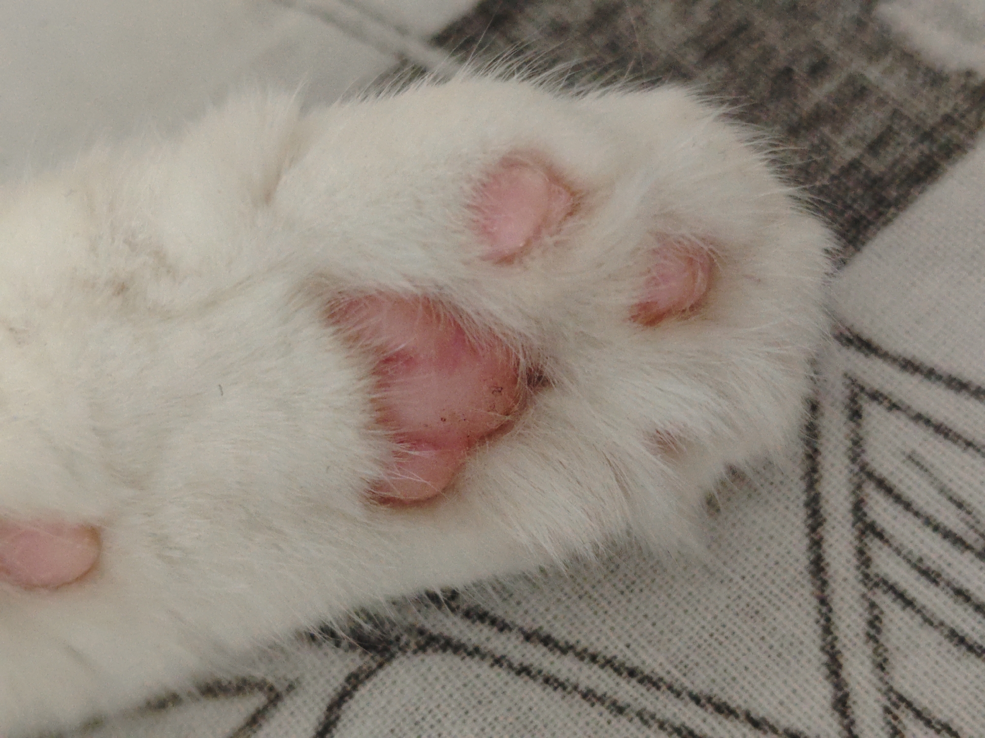 A close-up photograph depicts a white cat's paw with pink paw pads resting on a patterned fabric. The image focuses on the soft fur and the texture of the pads. The environment is undefined, and there are no people visible. The image provides no information connecting it to the city of Markovskii, Russia.