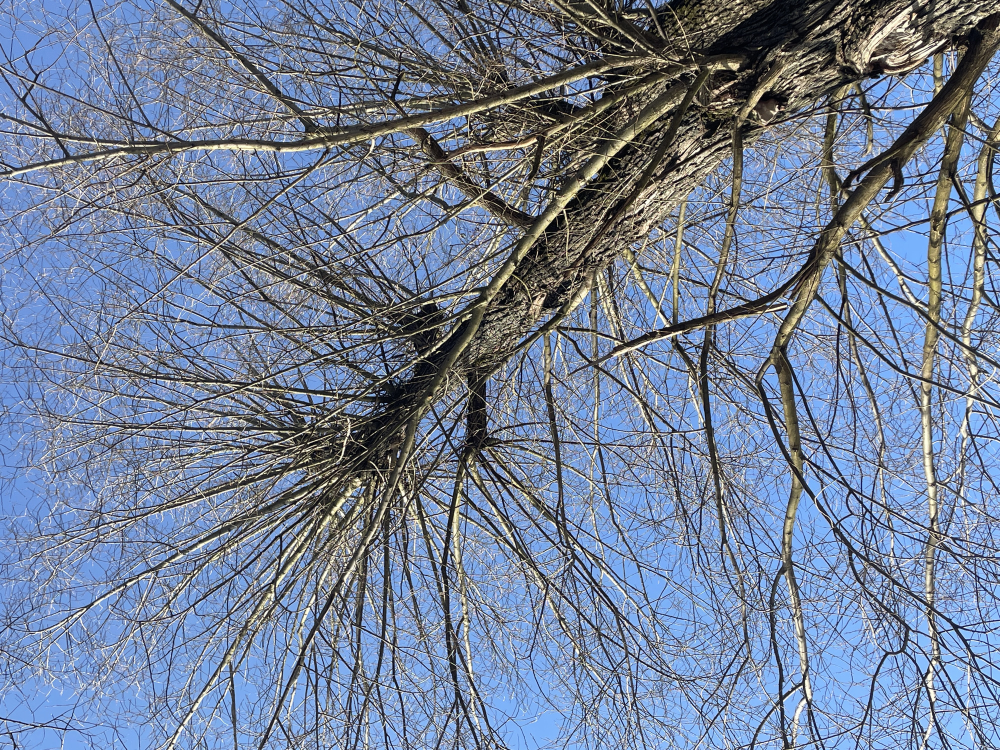 The image depicts a view looking up into the bare branches of a tree against a bright blue sky. The tree's trunk and larger branches are visible, showing rough bark texture. The thinner branches spread out in a complex network, creating a stark contrast against the sky. There are no leaves on the tree, suggesting it is winter or early spring. There is no evidence of Fabriki 1 maya, Russia, or any specific location in the scene. There are no people or other objects visible in the image.
