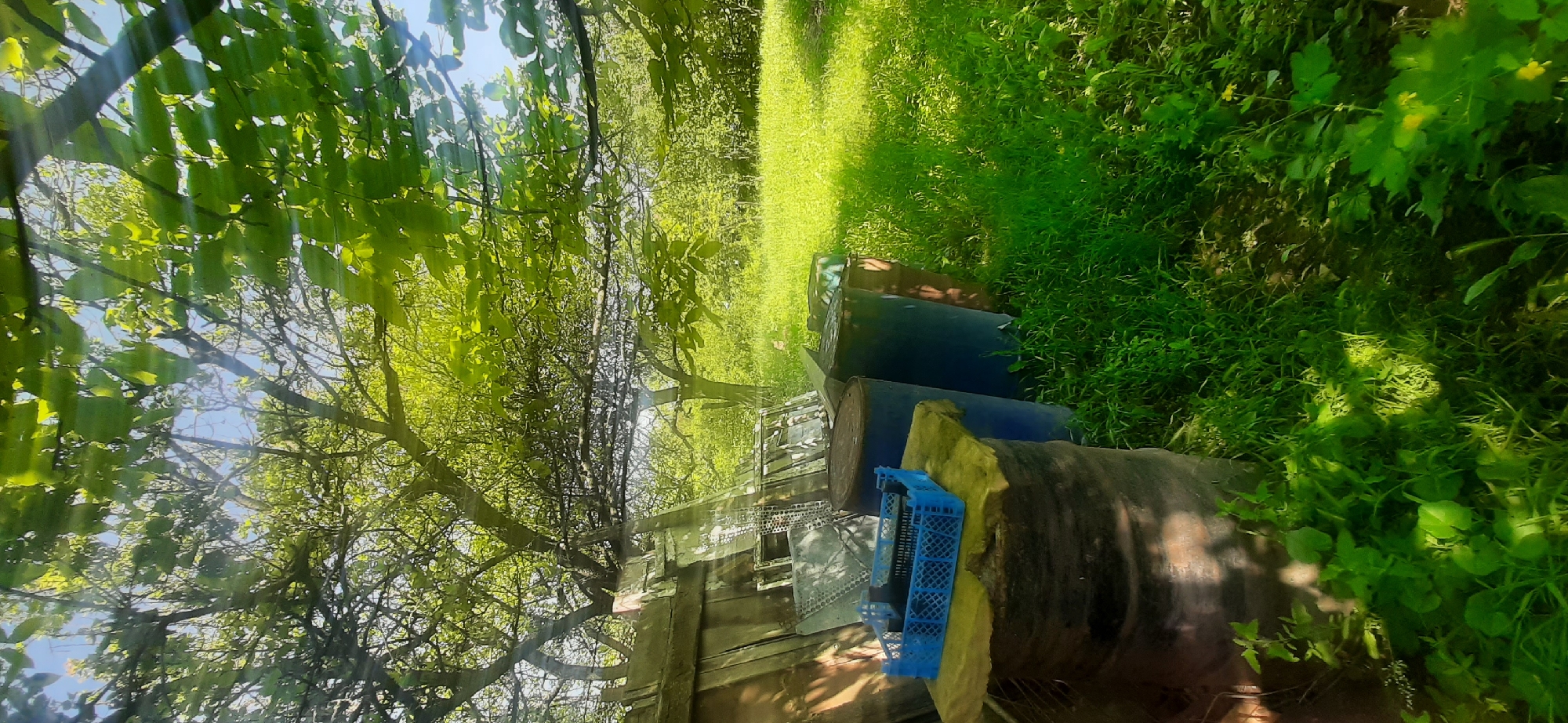 The image depicts an outdoor scene in Yessentukskaya, Russia, characterized by lush green vegetation under the canopy of a large tree. In the foreground, several large blue barrels are positioned next to a weathered wooden structure. A blue plastic crate sits on top of a black barrel, which is covered with a tan cloth. The background reveals a sunlit grassy area, indicative of a yard or garden. The overall atmosphere suggests a quiet, possibly rural setting in Yessentukskaya, Russia.