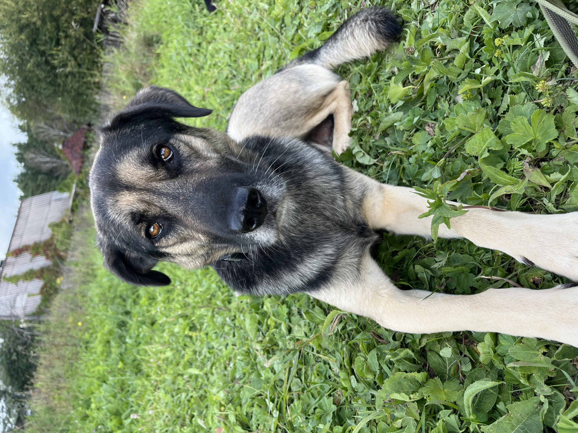 A medium-sized dog with tan, black, and gray fur lies on a patch of green grass in what appears to be a rural or suburban backyard. The dog faces the camera with its head slightly tilted, brown eyes looking directly at the viewer. Its fur is thick around its neck, transitioning to a lighter tan on its legs and chest. The background shows overgrown grass, some scattered small yellow flowers, and a slightly blurred view of buildings with gray roofs and overgrown vegetation, suggesting a somewhat unkempt outdoor environment. A hint of tree lines and sky is visible at the top of the frame. The overall impression is one of a domestic animal in a natural outdoor setting.