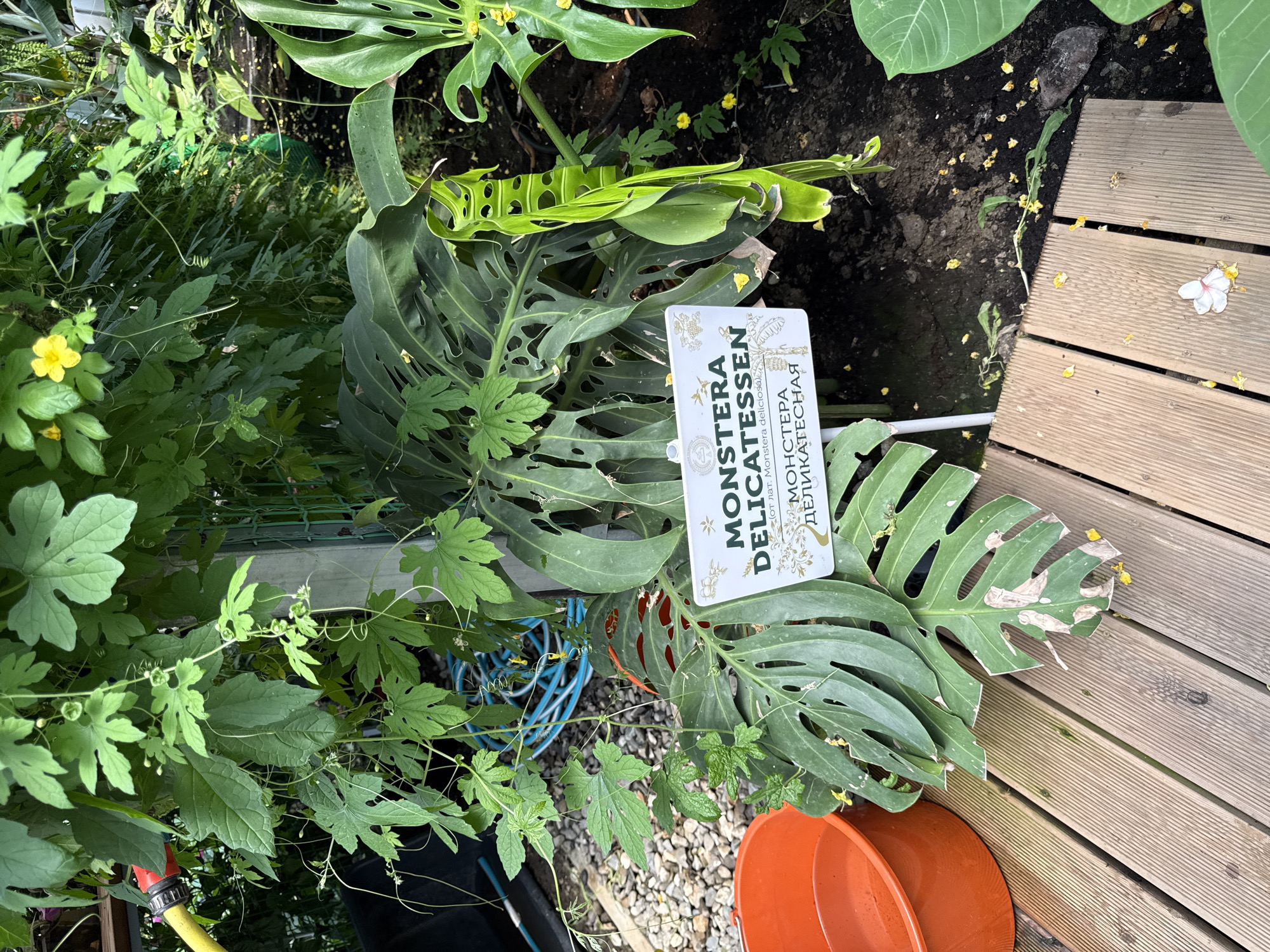 The image captures a close-up view of a greenhouse or botanical garden setting in Oryol-Izumrud, Russia. The foreground features a wooden boardwalk with a bright orange bucket to the left. Beyond the boardwalk, a large-leafed Monstera Deliciosa plant dominates the scene, its distinctive fenestrated leaves clearly visible. A white informational sign with text in both English and Russian is placed in front of the Monstera, identifying it as "MONSTERA DELICATESSEN" and "МОНСТЕРА ДЕЛИКАТЕСНАЯ". The background reveals more greenery, including vines with small yellow flowers, a blue coiled hose, and gravel. The overall impression is one of lush, tropical vegetation within a controlled environment, with a focus on botanical identification. There are no people or animals present in the image.