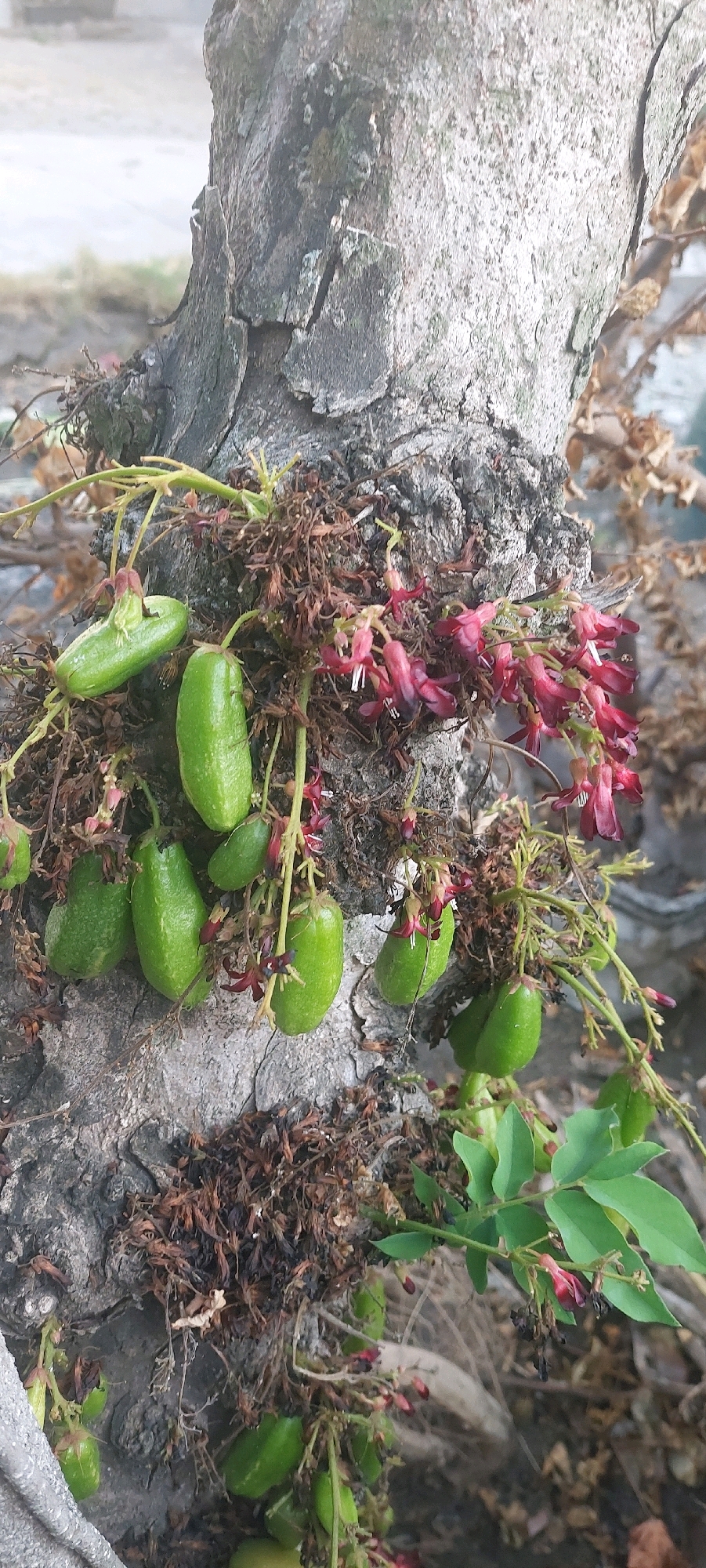 The image captures a close-up view of a tree trunk in Lumajang, Indonesia, with several green, elongated fruits and clusters of small, dark red flowers growing directly from the bark. The fruits appear to be attached by thin stems, and some are partially obscured by dried, brown organic material. The tree trunk itself is rough and textured, with visible cracks and patches of moss. The background is softly blurred, suggesting an outdoor setting with some foliage and possibly a building in the distance. There are no people or animals visible in the image. The lighting is natural, indicating it was taken during daylight. The focus is sharpest on the fruits and flowers, highlighting their details against the textured bark.