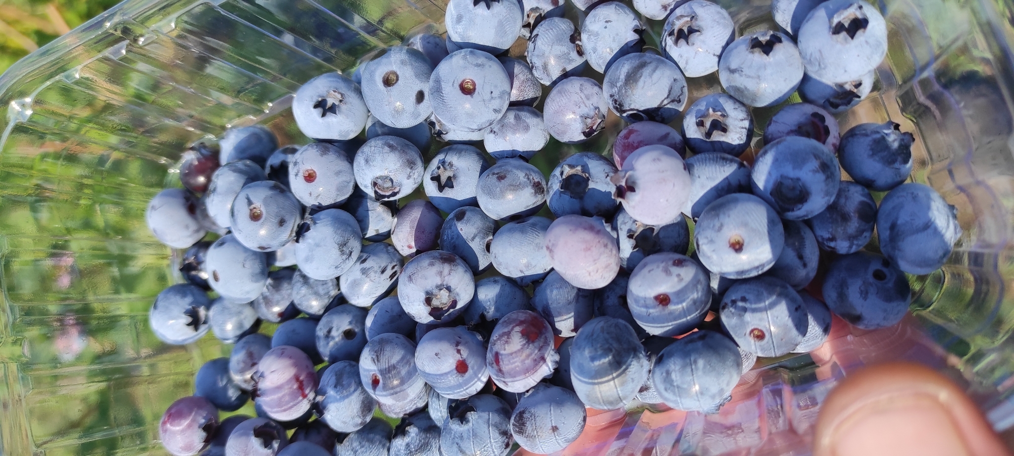 A close-up, high-angle shot captures a clear plastic container filled with fresh blueberries. The blueberries are predominantly a deep blue, with some showing lighter blue or purplish hues. A few of the berries have visible reddish marks, and some display the characteristic star-shaped calyx at their blossom end. The container is placed outdoors, with a blurred background of green foliage and hints of sunlight filtering through. The image does not contain any identifiable landmarks or features that would suggest a specific location within the city of Sorochyne, Ukraine.