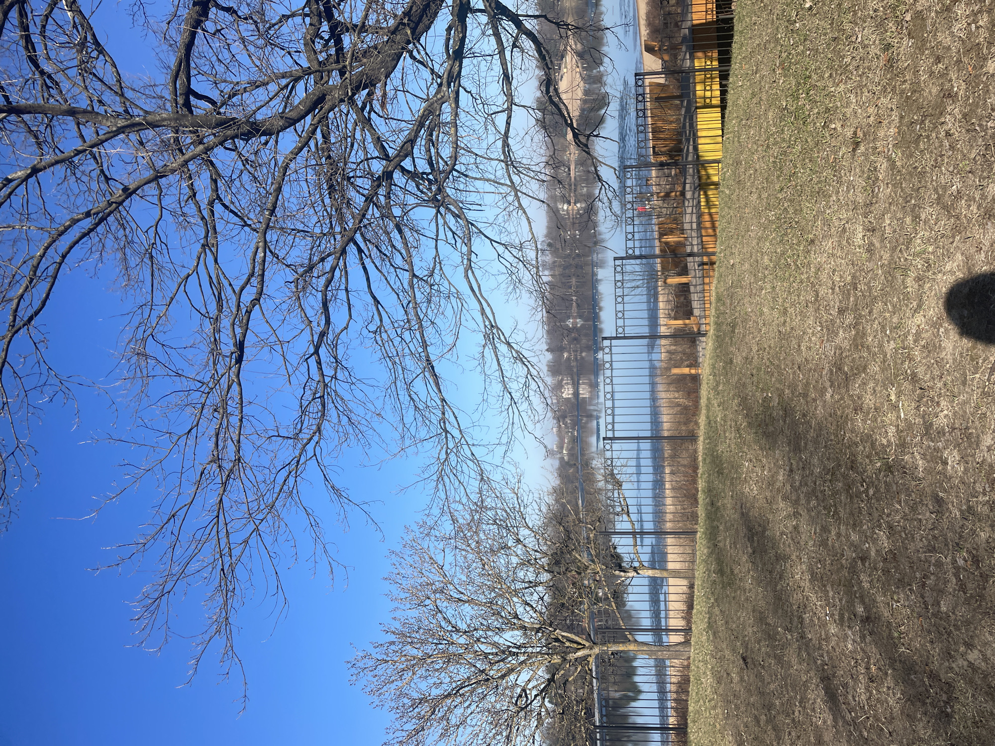 A landscape oriented photograph displays a waterside view, possibly in Saint Petersburg, Russia.
In the foreground, brown grass covers much of the lower right portion. A black metal fence runs parallel to the water's edge, acting as a boundary between the grassy area and the water. Yellow panels can be seen behind a small section of the fence. The water appears calm.
The middle ground features reflections of buildings and trees in the water. On the opposite bank, vague structures of buildings are seen through a hazy atmosphere.
Trees, with bare branches, are scattered throughout the composition. One bare tree dominates the upper left corner, while another stands closer to the center of the image. The sky is a clear, vibrant blue. The overall lighting suggests a bright, sunny day.