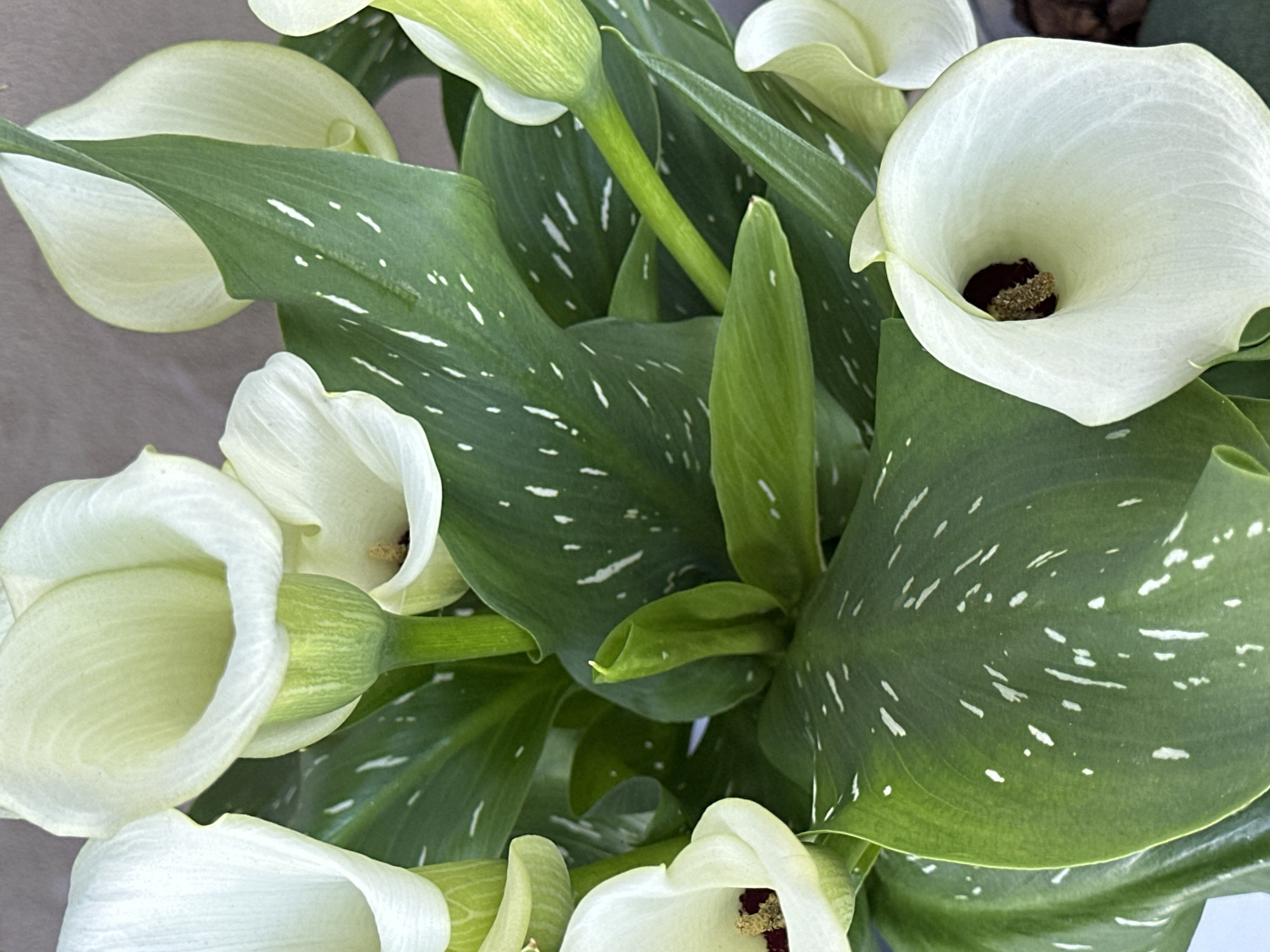 The image shows a close-up view of a bouquet or arrangement of calla lilies (Zantedeschia aethiopica). The flowers are predominantly white with a central spadix that has a dark burgundy or brown color. The leaves are a vibrant green with distinctive white speckles or dashes. The stems are a pale green, adding to the overall fresh appearance of the arrangement. The image focuses on the interplay of shapes and colors of the plant. There is no information to suggest that the image was taken in the city of Varna, Bulgaria.